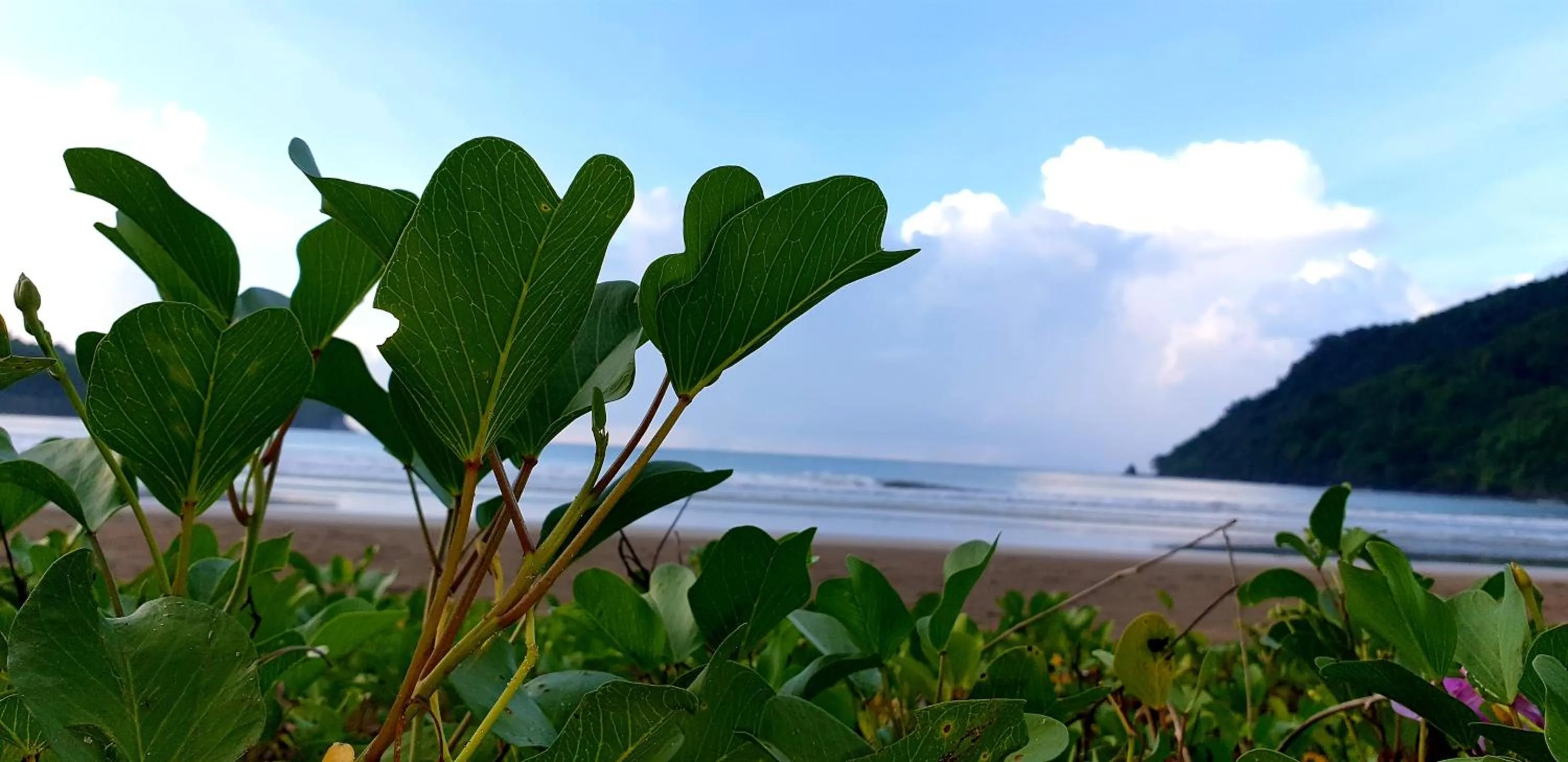 Zhaya's Beach & Cottages