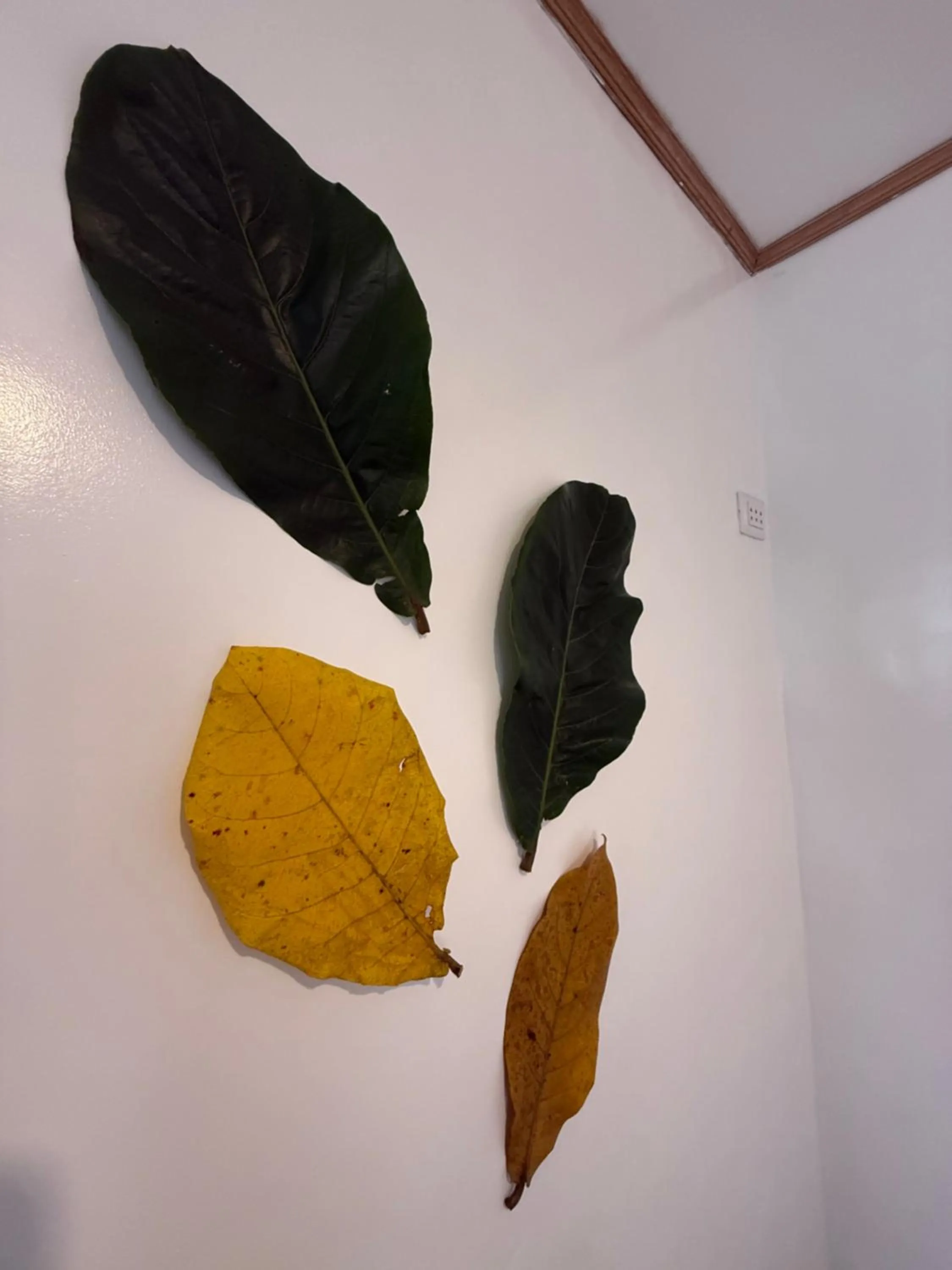 Zhaya's Beach & Cottages