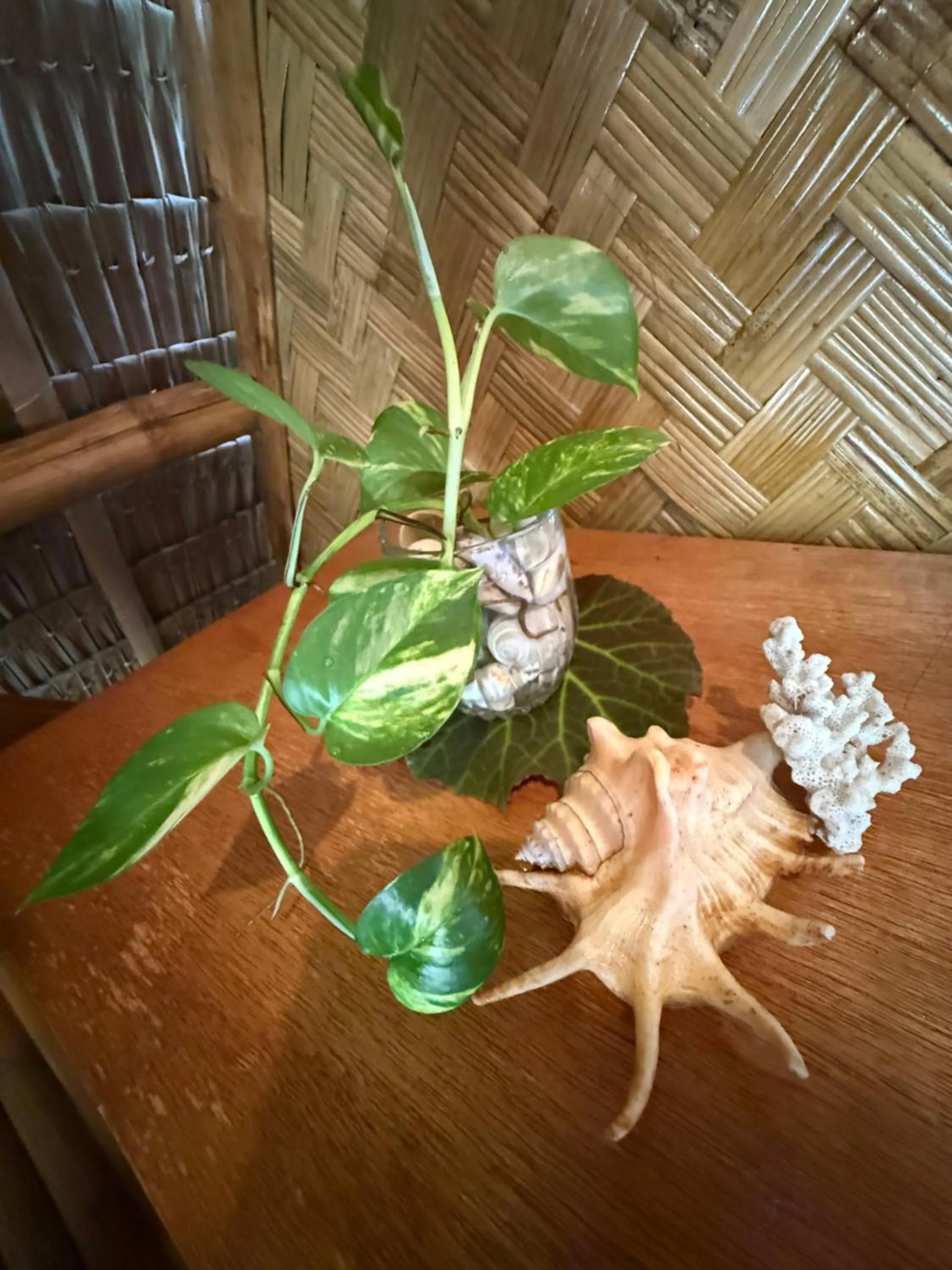 Zhaya's Beach & Cottages