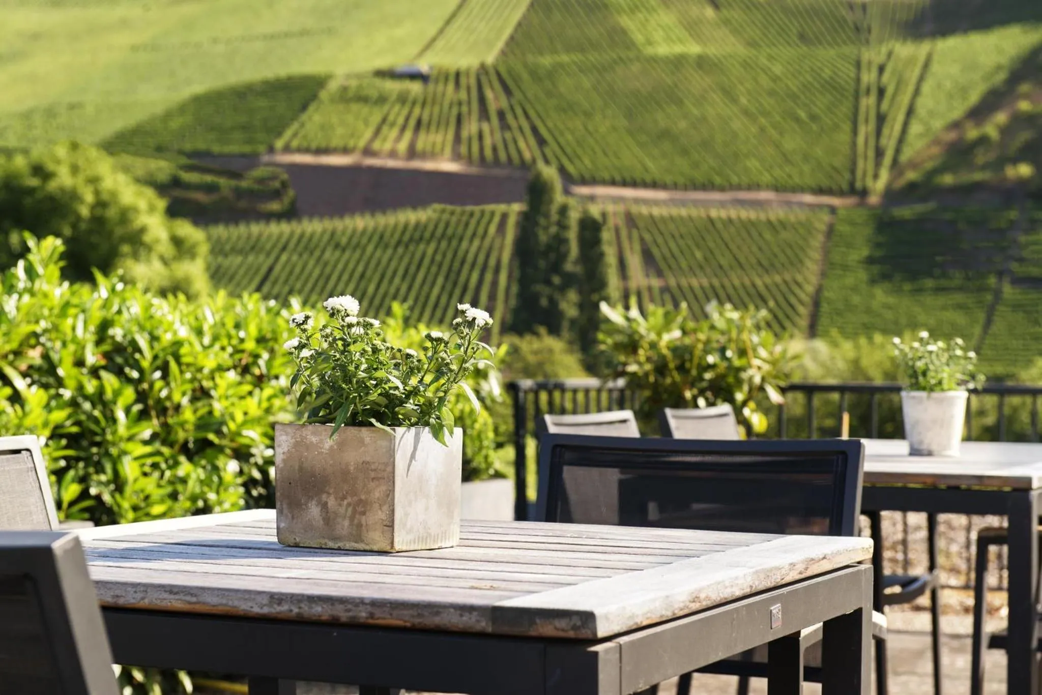 Garden in Weingut & Gästehaus Christoph Clüsserath