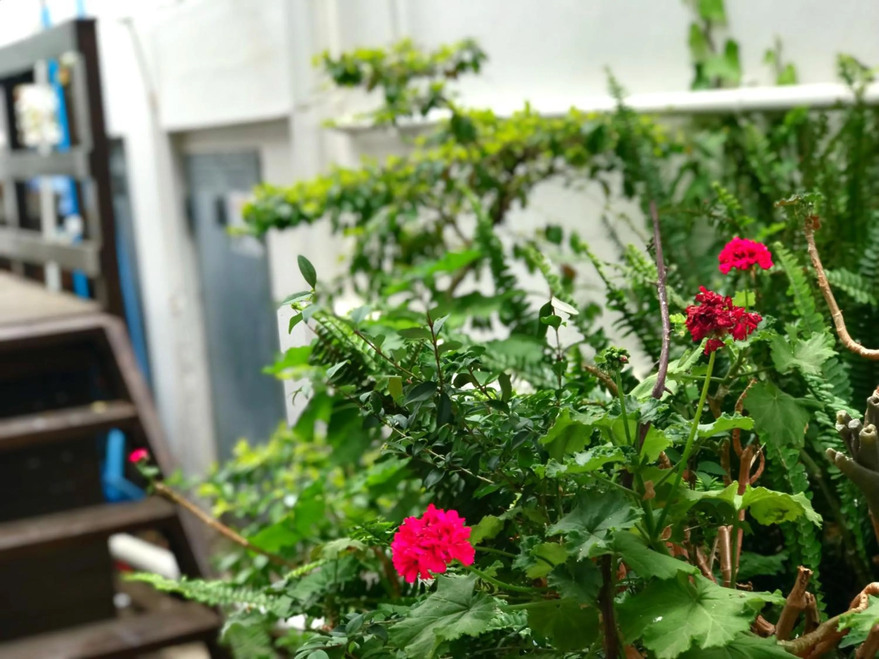 Garden in Athenian Villa