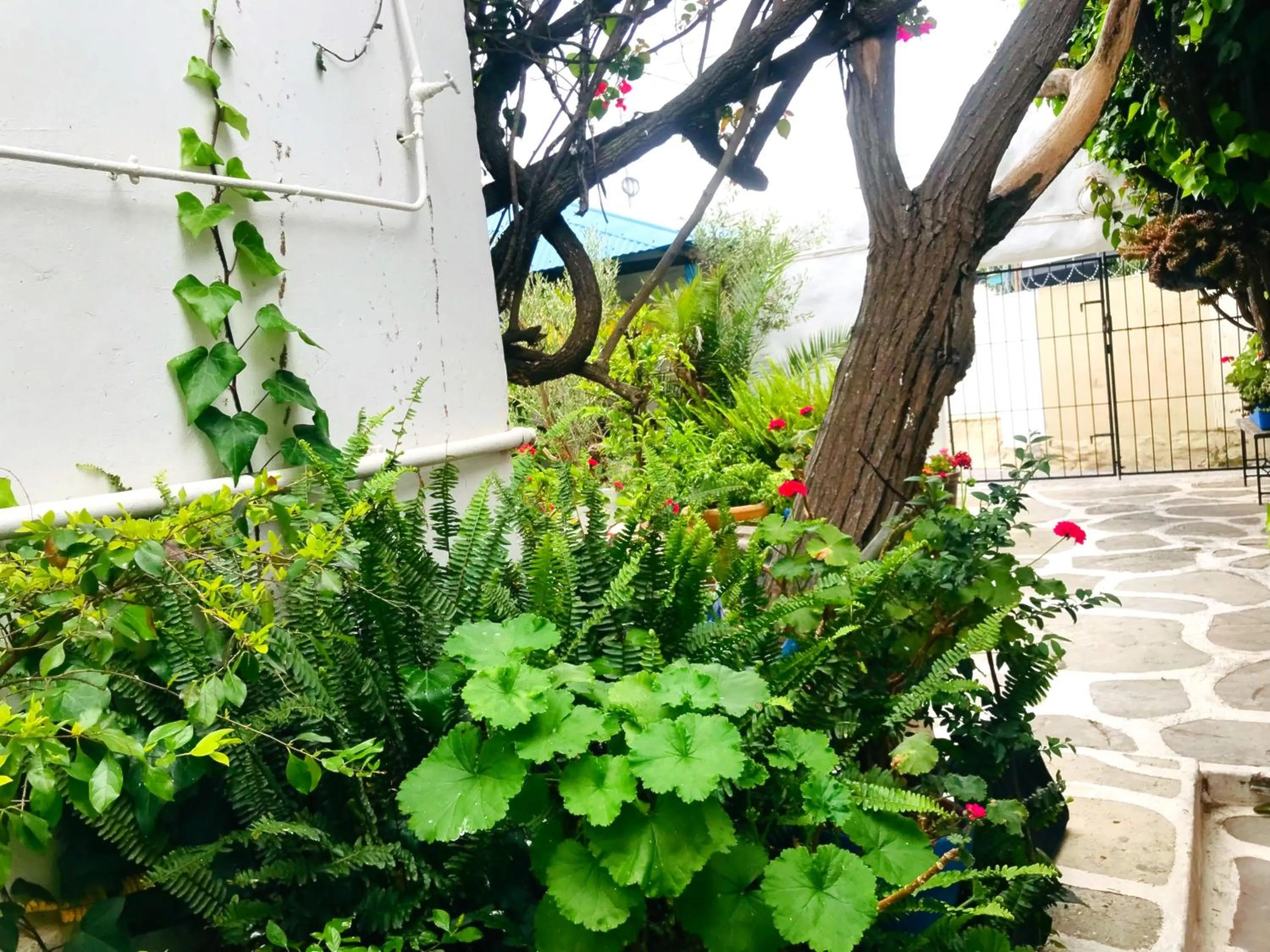 Garden in Athenian Villa