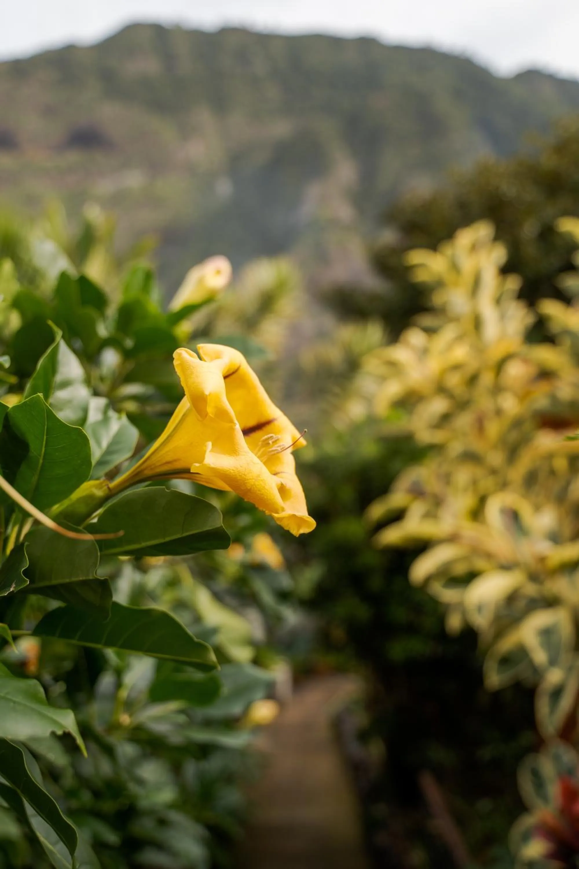 Garden in Madeira Surf Lodge