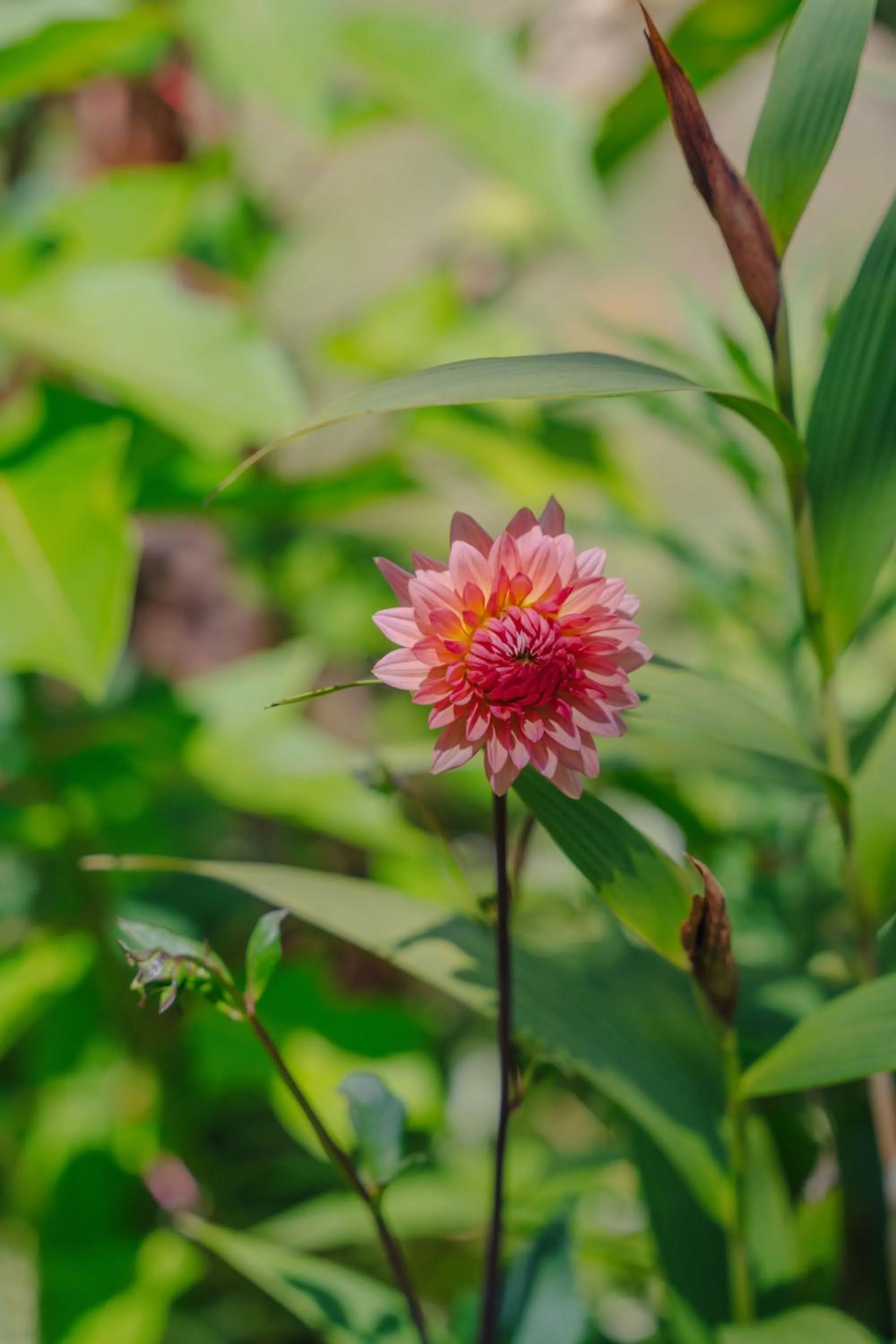 Garden in Madeira Surf Lodge