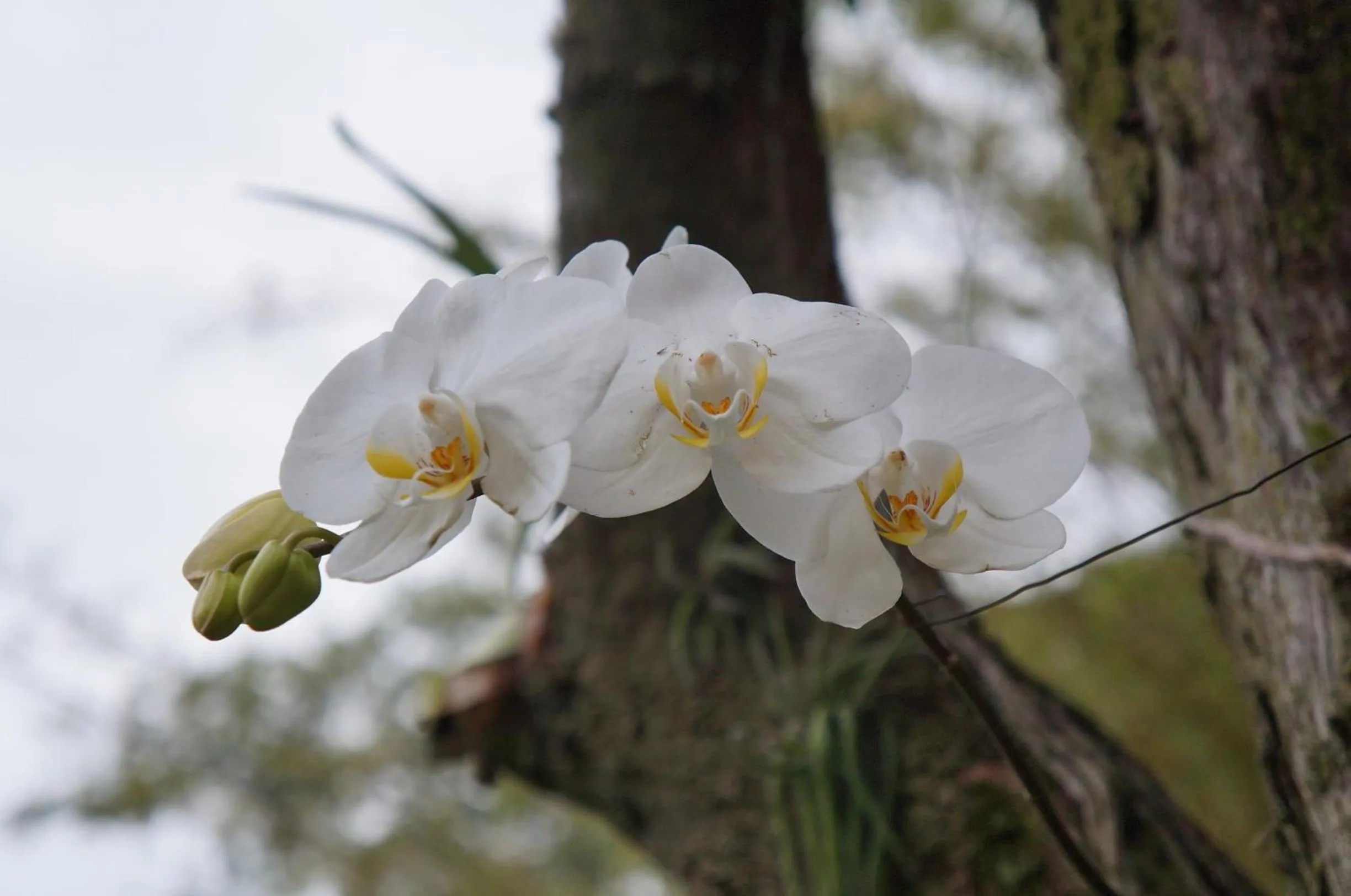 Garden in Casa Caminho do Corcovado - Pet friendly