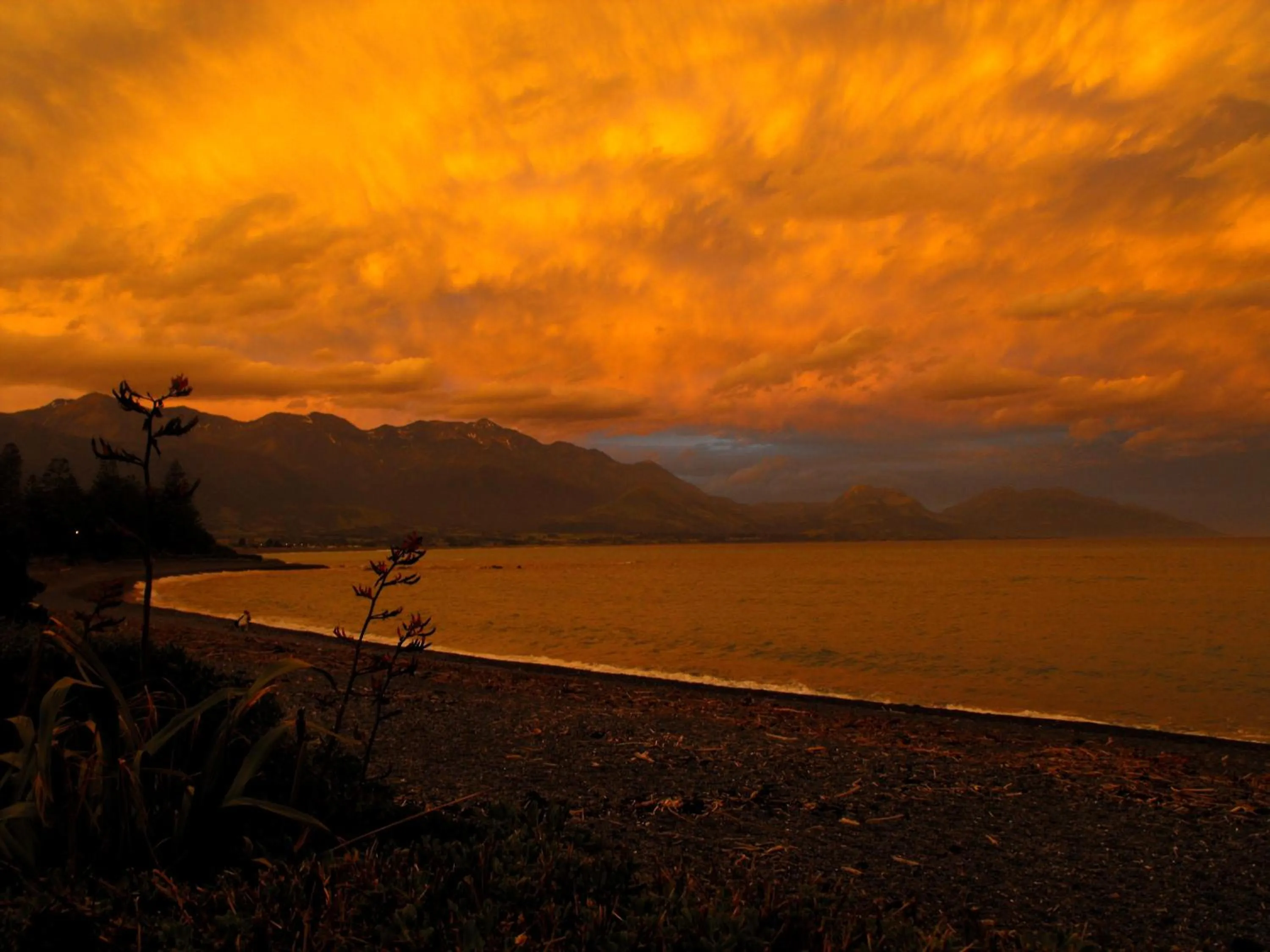 Other in The White Morph - Heritage Collection