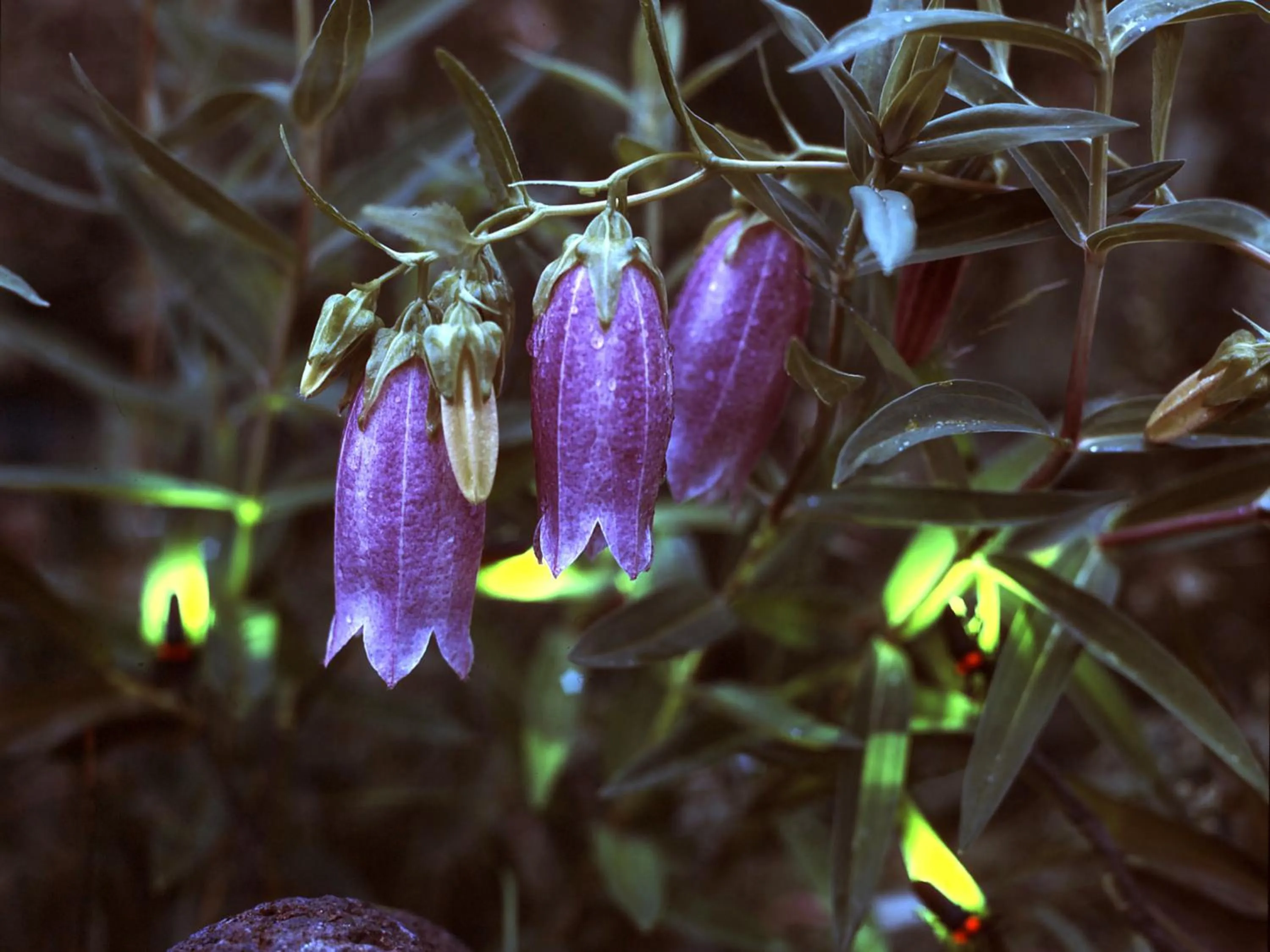 Nearby landmark in Ishinoyu Lodge