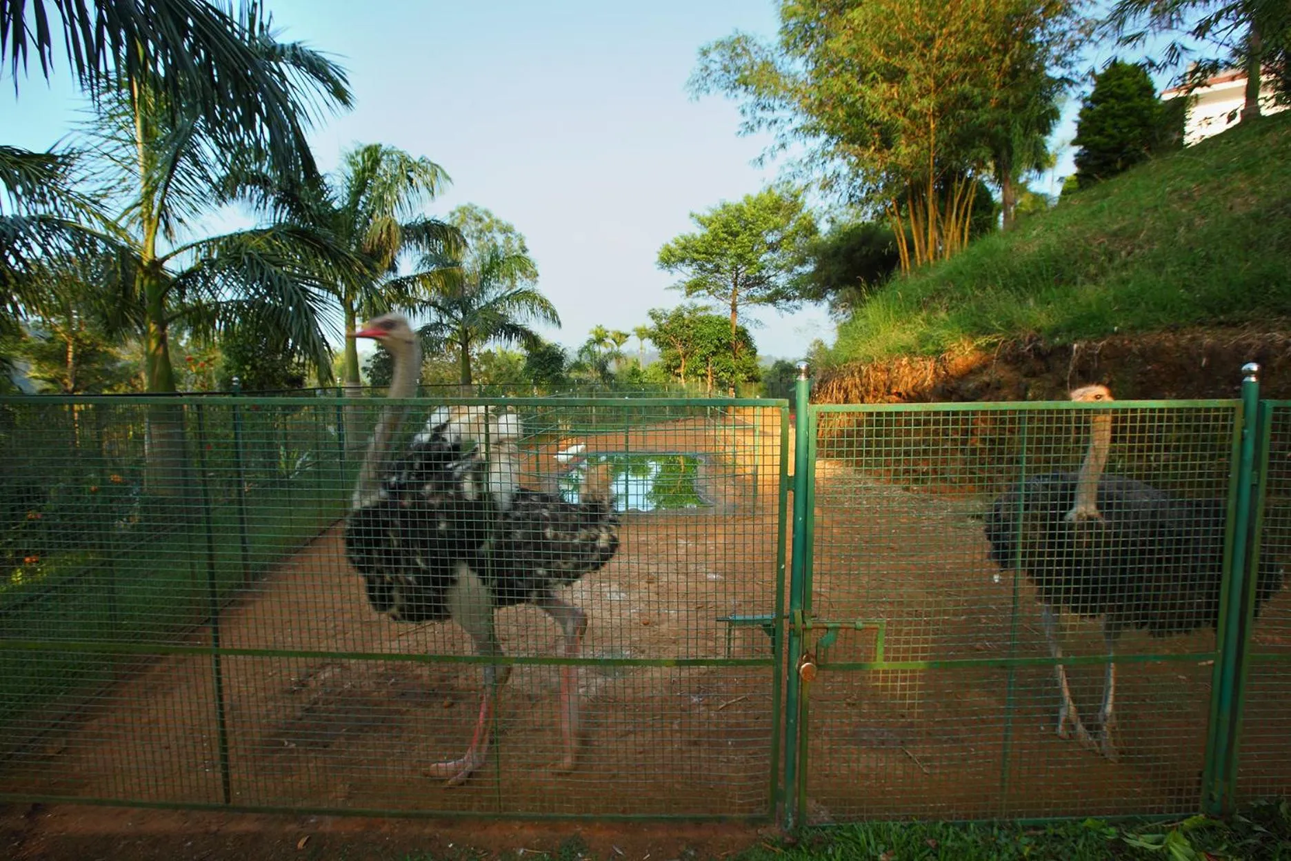 Animals in Arayal Resort-A Unit of Sharoy Resort