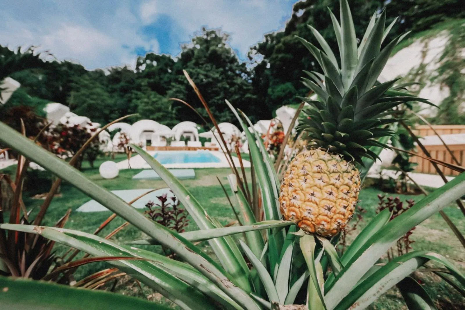Garden view in Igloo Beach Lodge