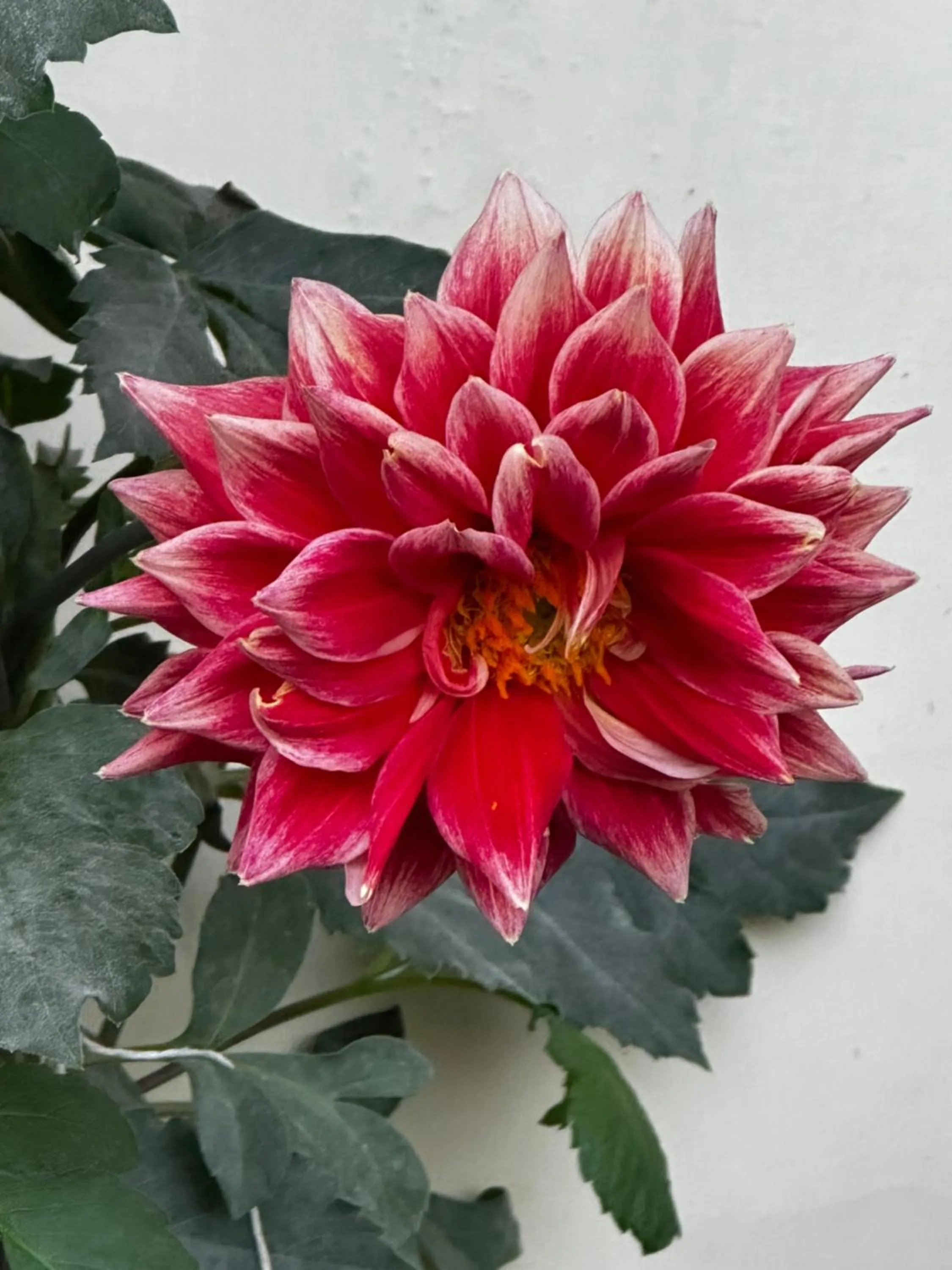 Garden in Hotel Dewa Retreat- A Himalayan Boutique Hotel