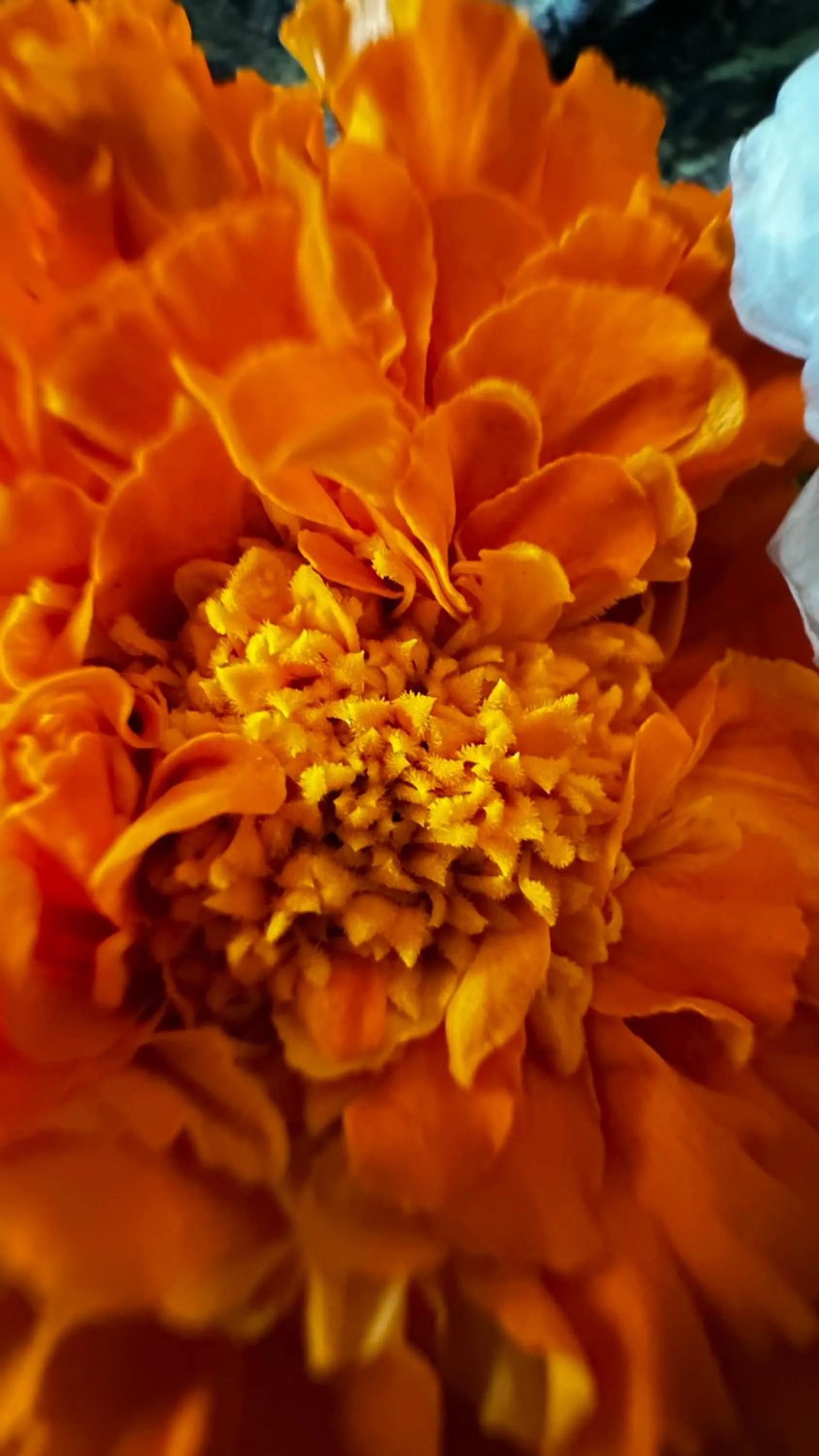 Garden in Hotel Dewa Retreat- A Himalayan Boutique Hotel