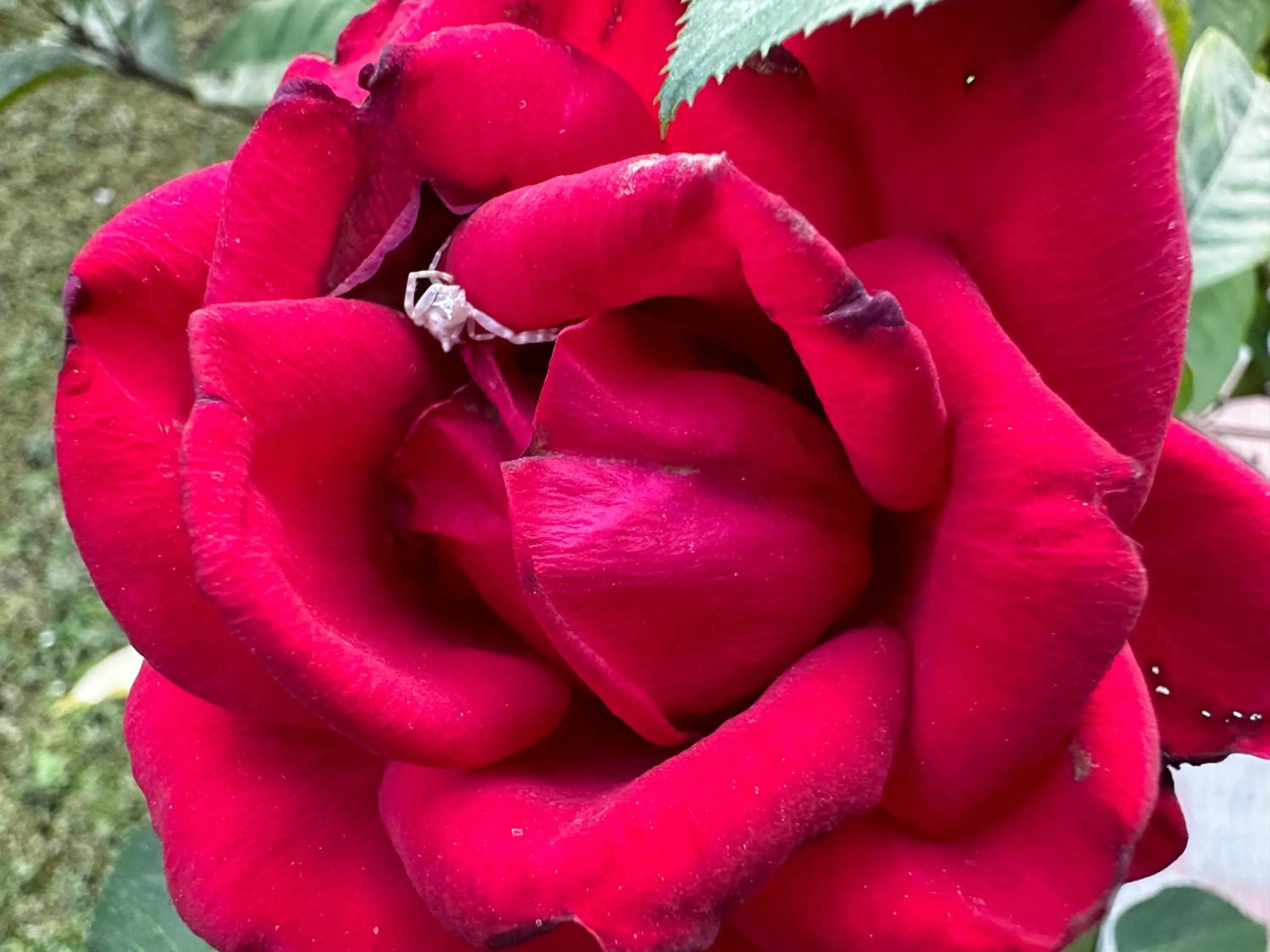 Garden in Hotel Dewa Retreat- A Himalayan Boutique Hotel