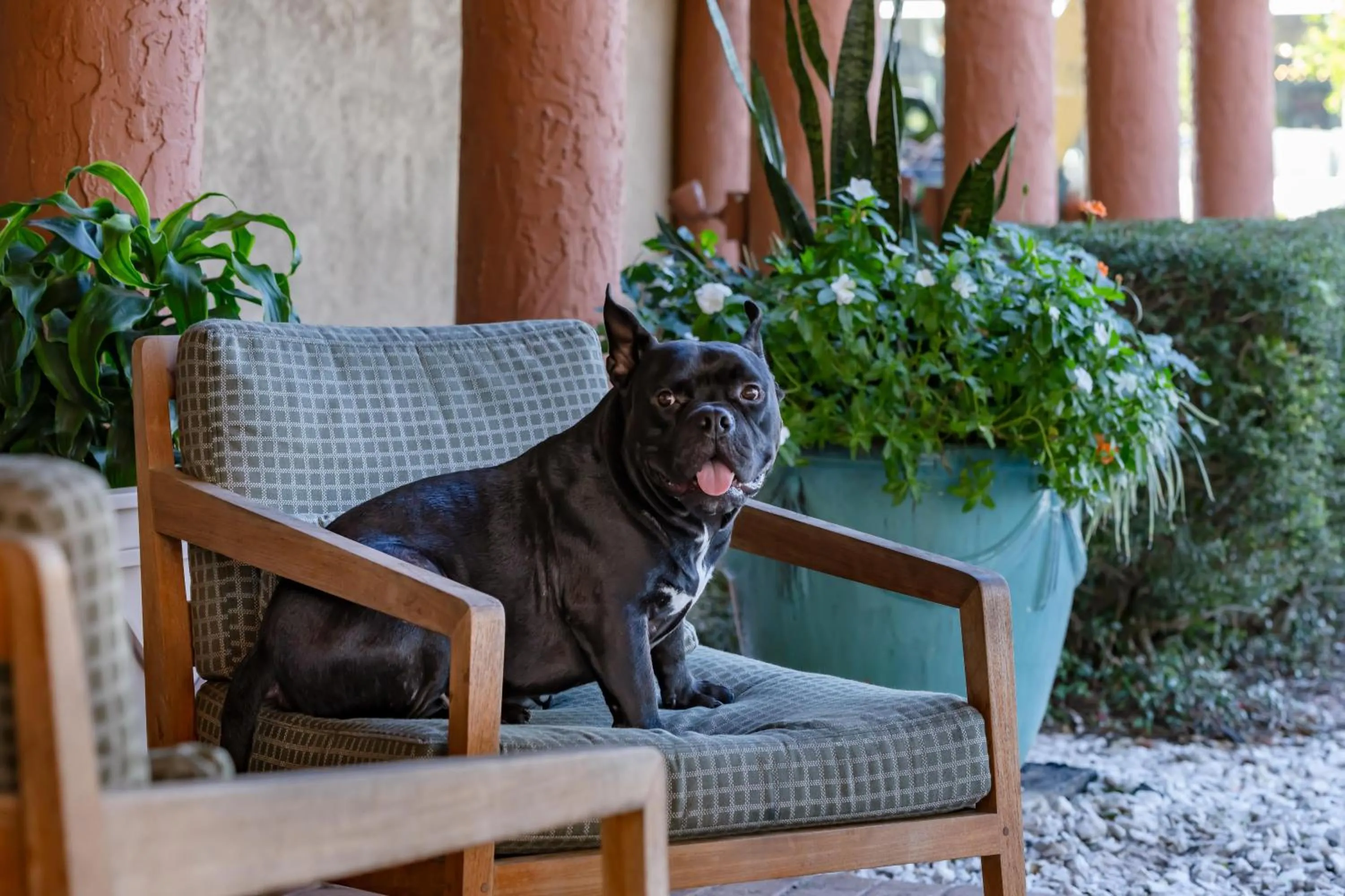 Pets in Inn of Naples, Tapestry Collection by Hilton