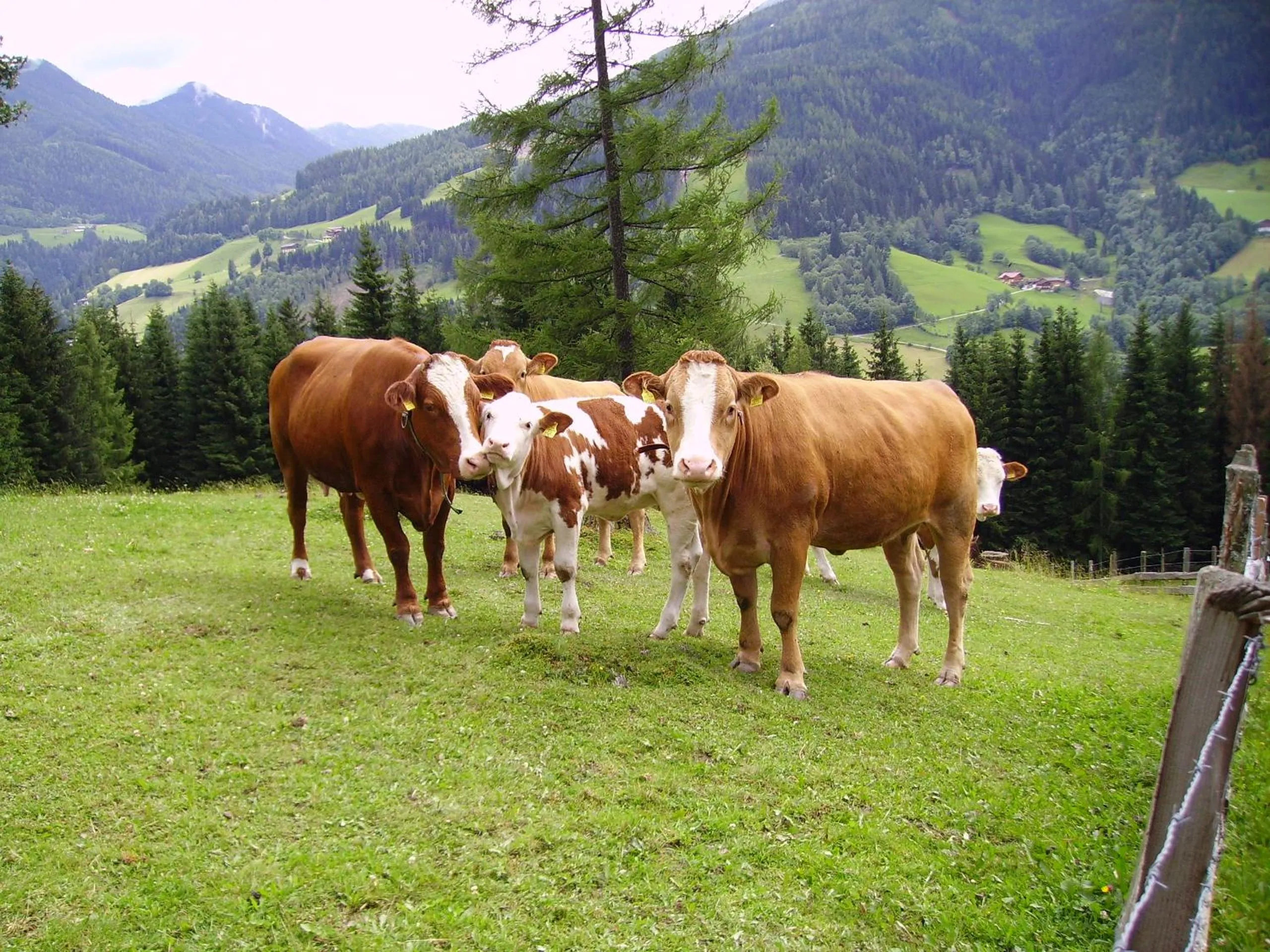 Animals in Mittergruberhof