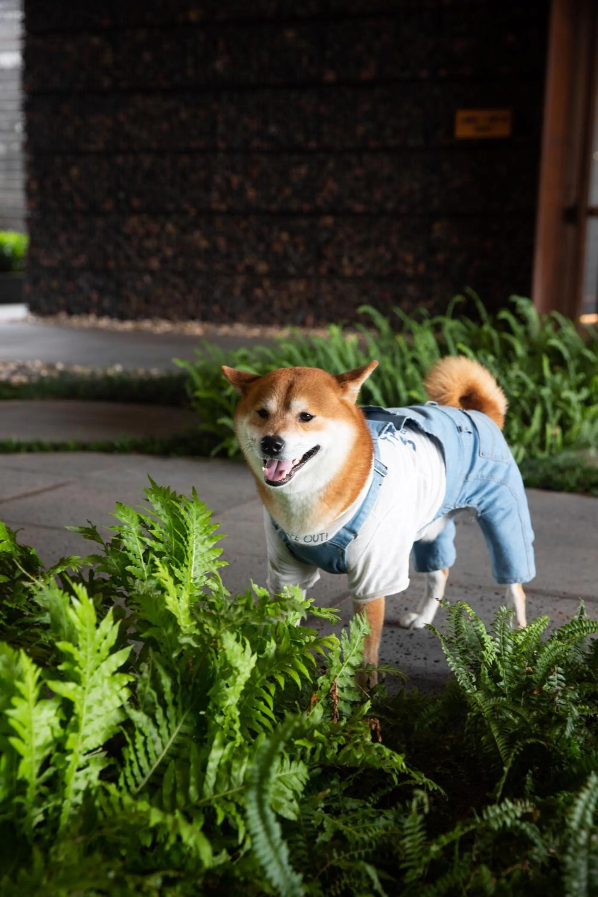 Pets in 1 Hotel Haitang Bay, Sanya