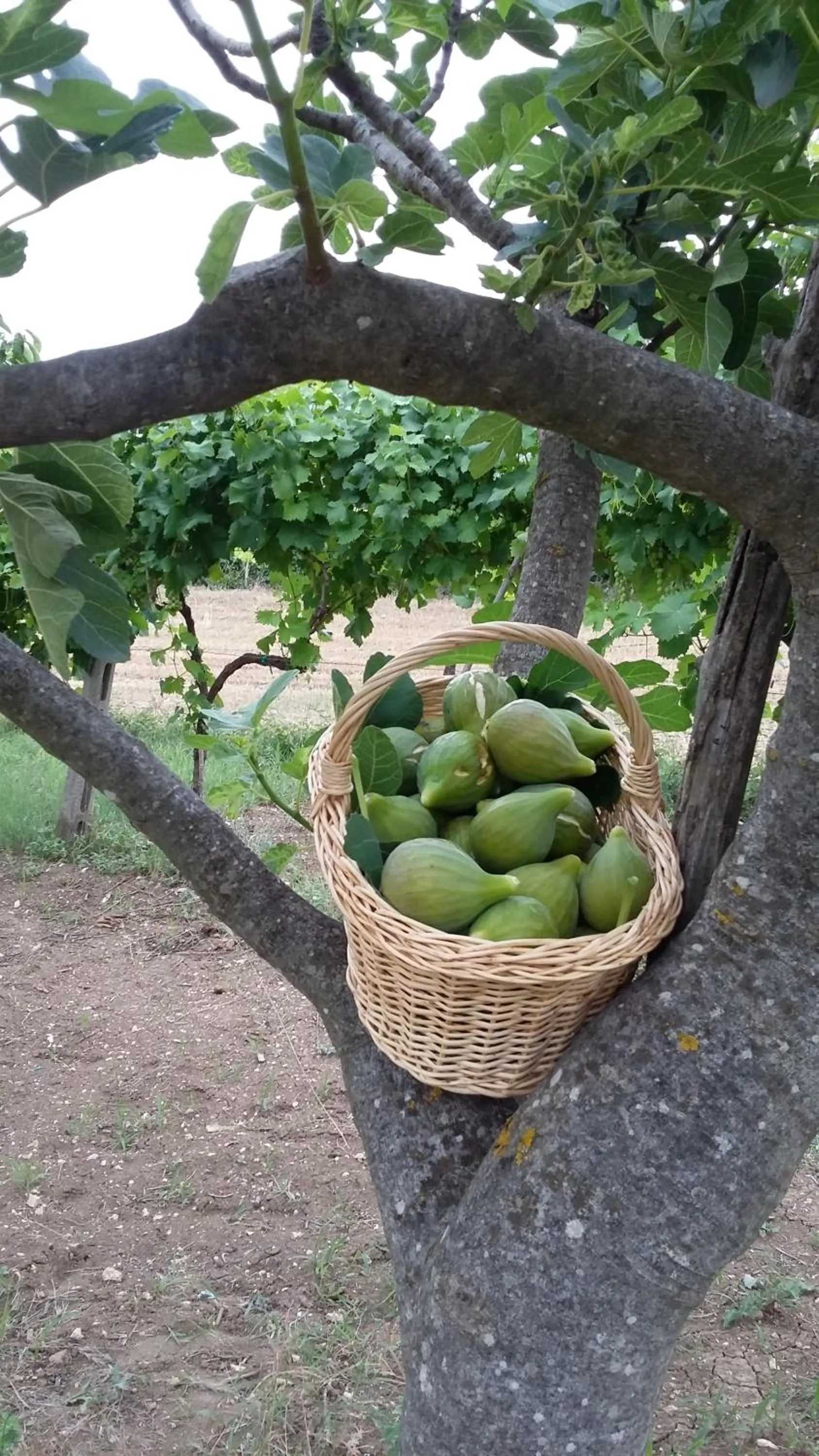 Other in Montagne Rocciose