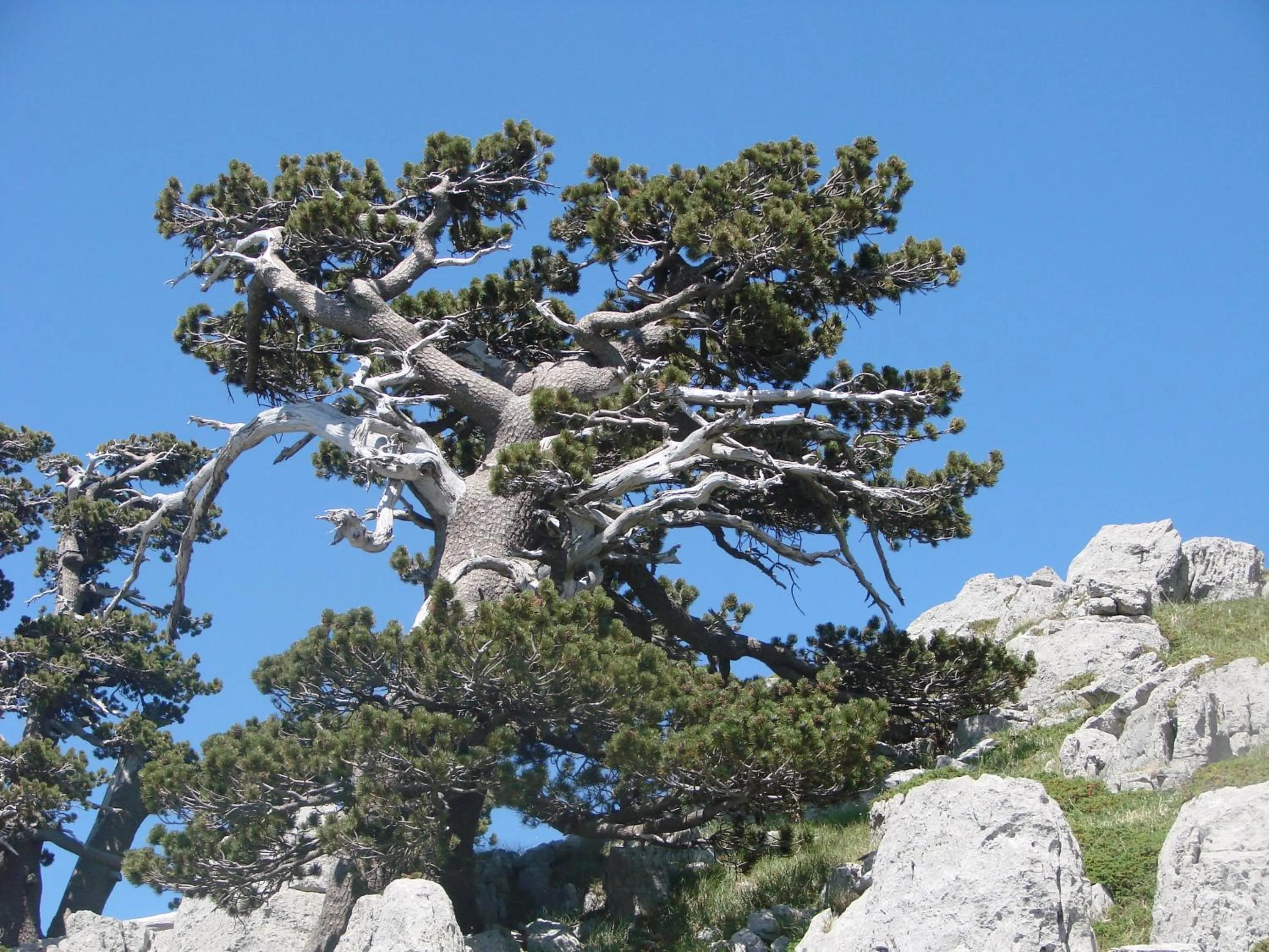 Natural landscape in Montagne Rocciose