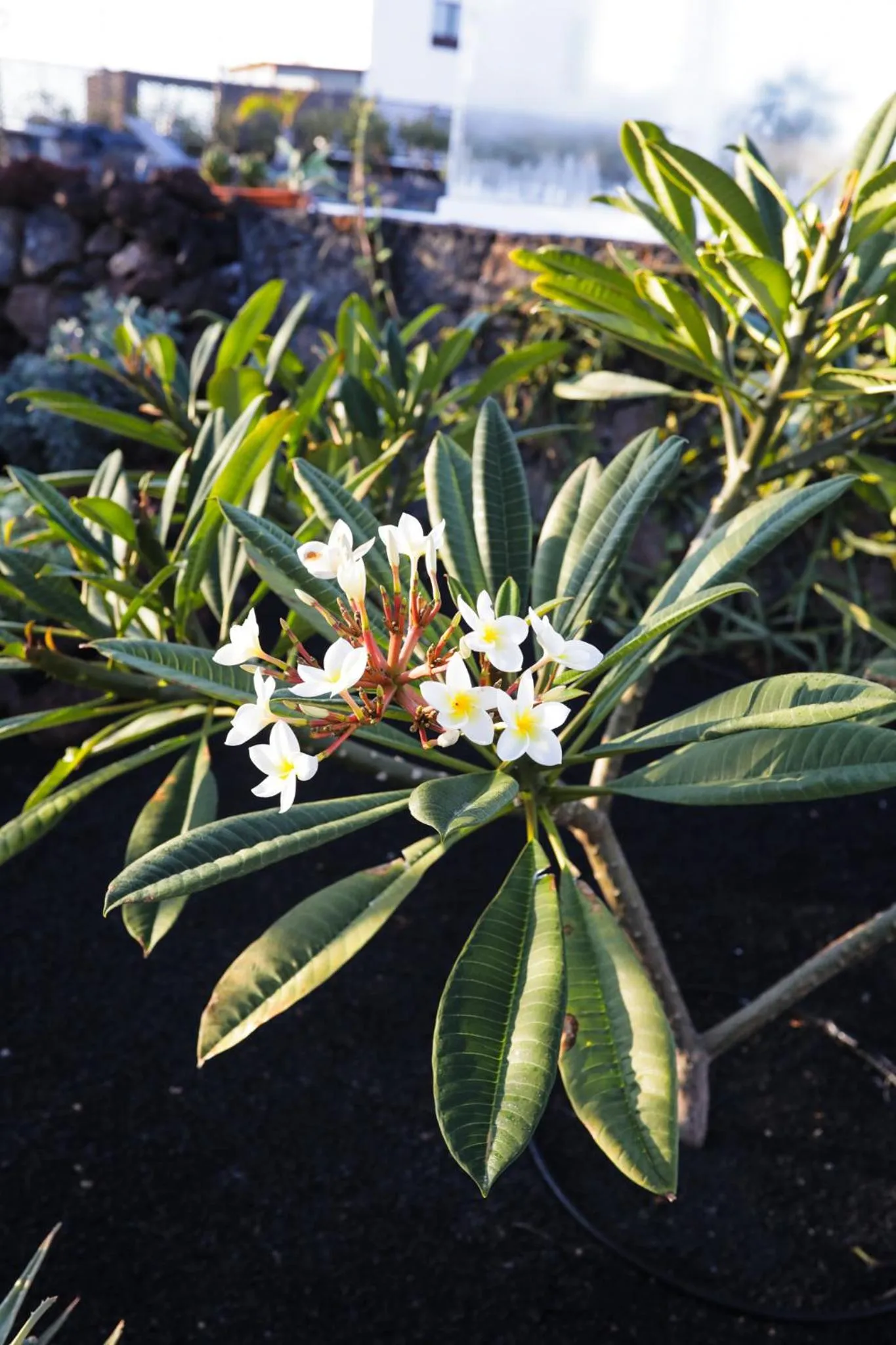 Garden in Mana EcoRetreat