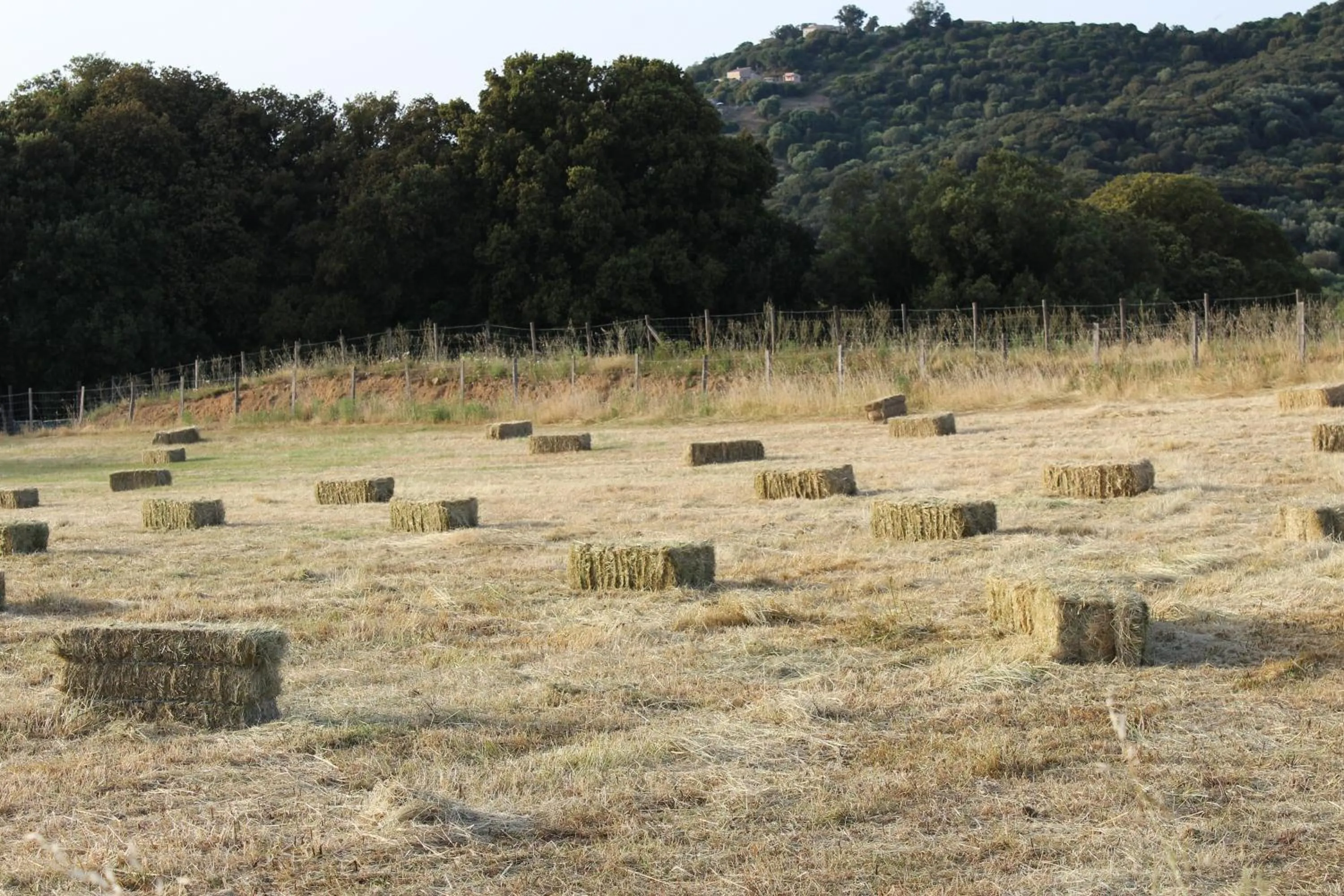 Spring in Hotel & Restaurant Les Bergeries d'Alata