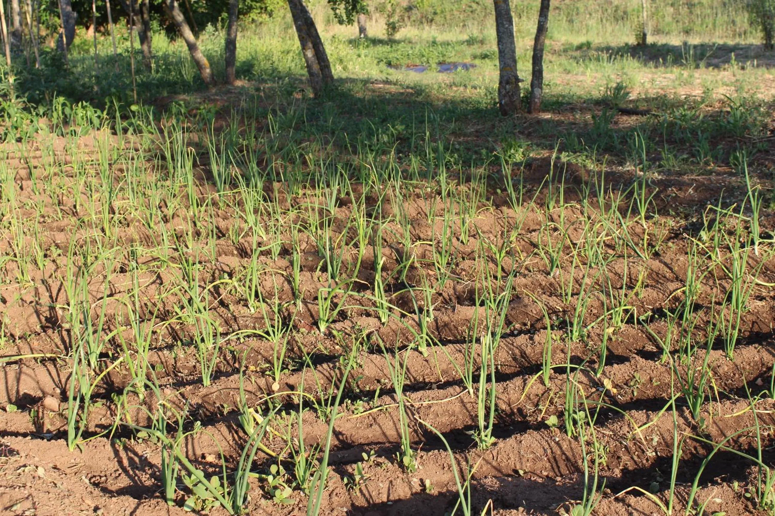 Garden in Hotel & Restaurant Les Bergeries d'Alata