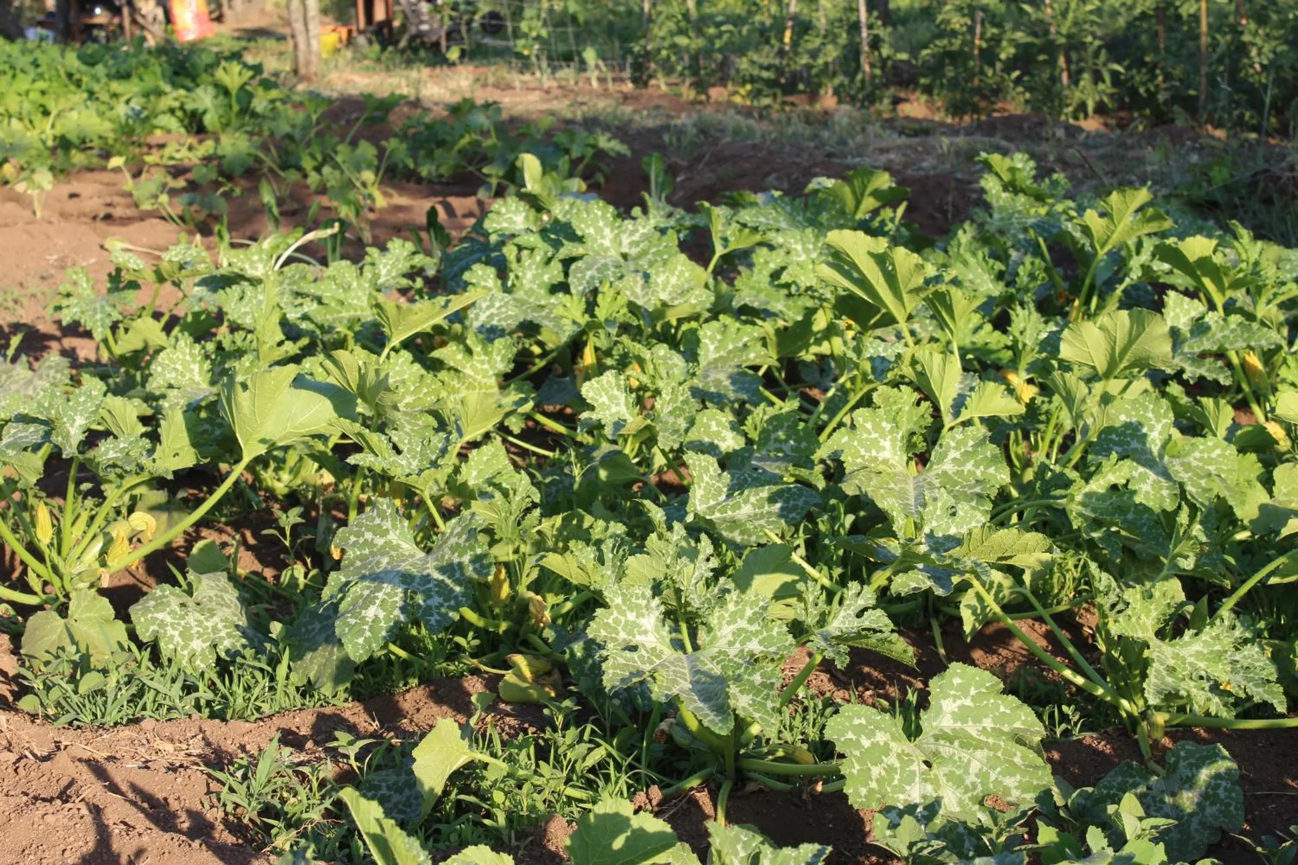 Garden view in Hotel & Restaurant Les Bergeries d'Alata