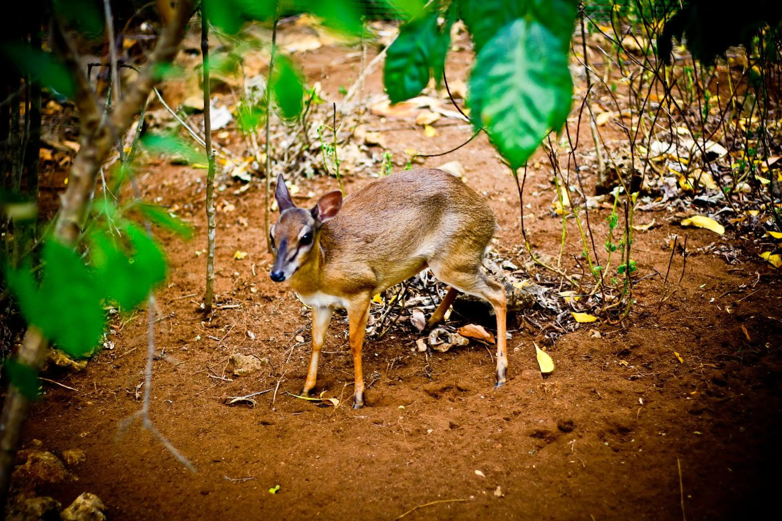 Animals in Samaki Lodge & Spa