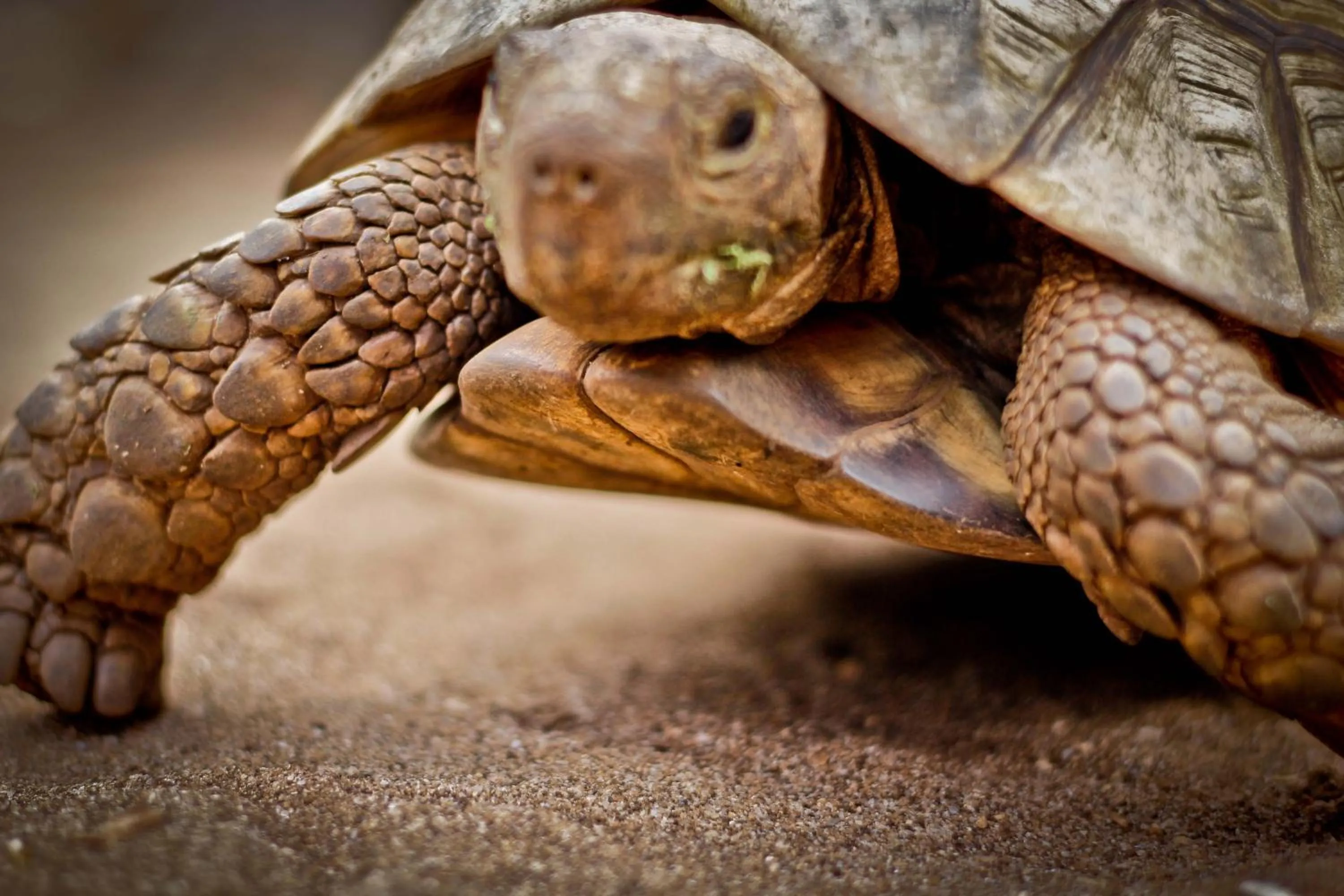 Animals in Samaki Lodge & Spa