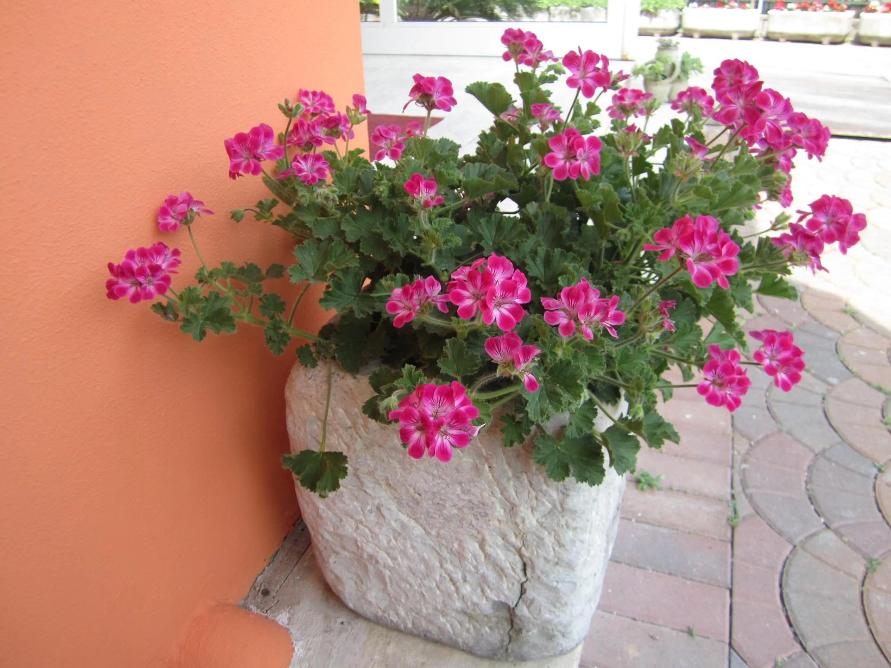 Decorative detail in Albergo Villa Mimosa