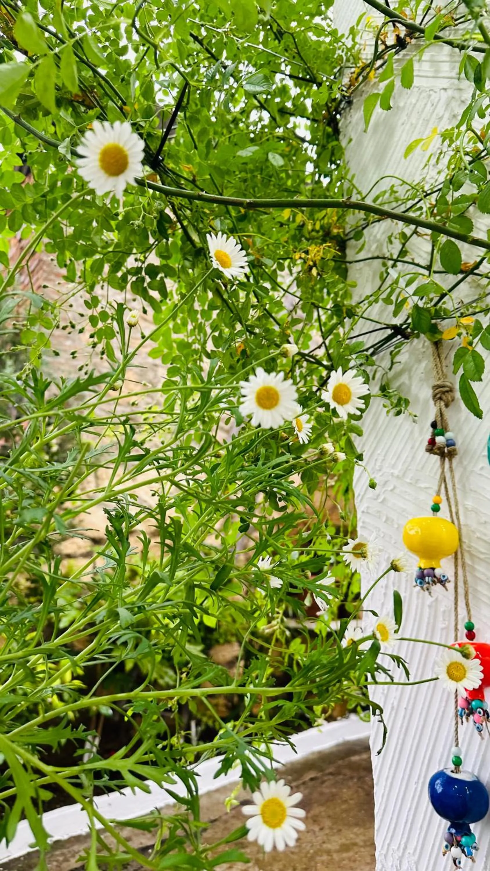 Inner courtyard view in Hotel Tamar Mepe