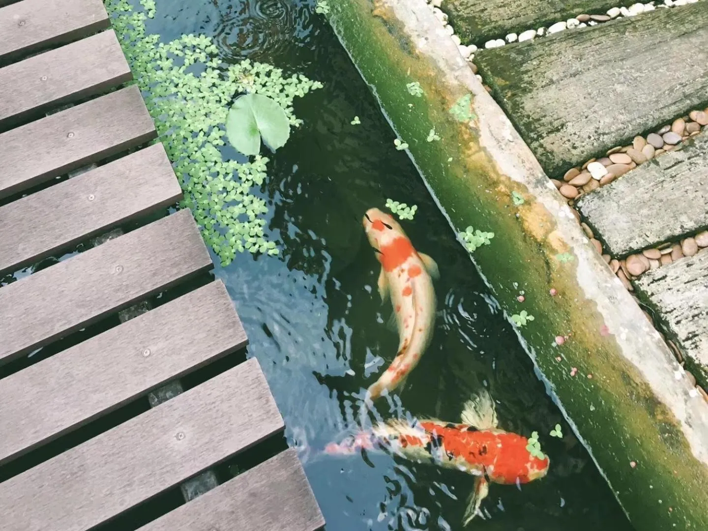 Animals in Chiang Mai Summer Resort