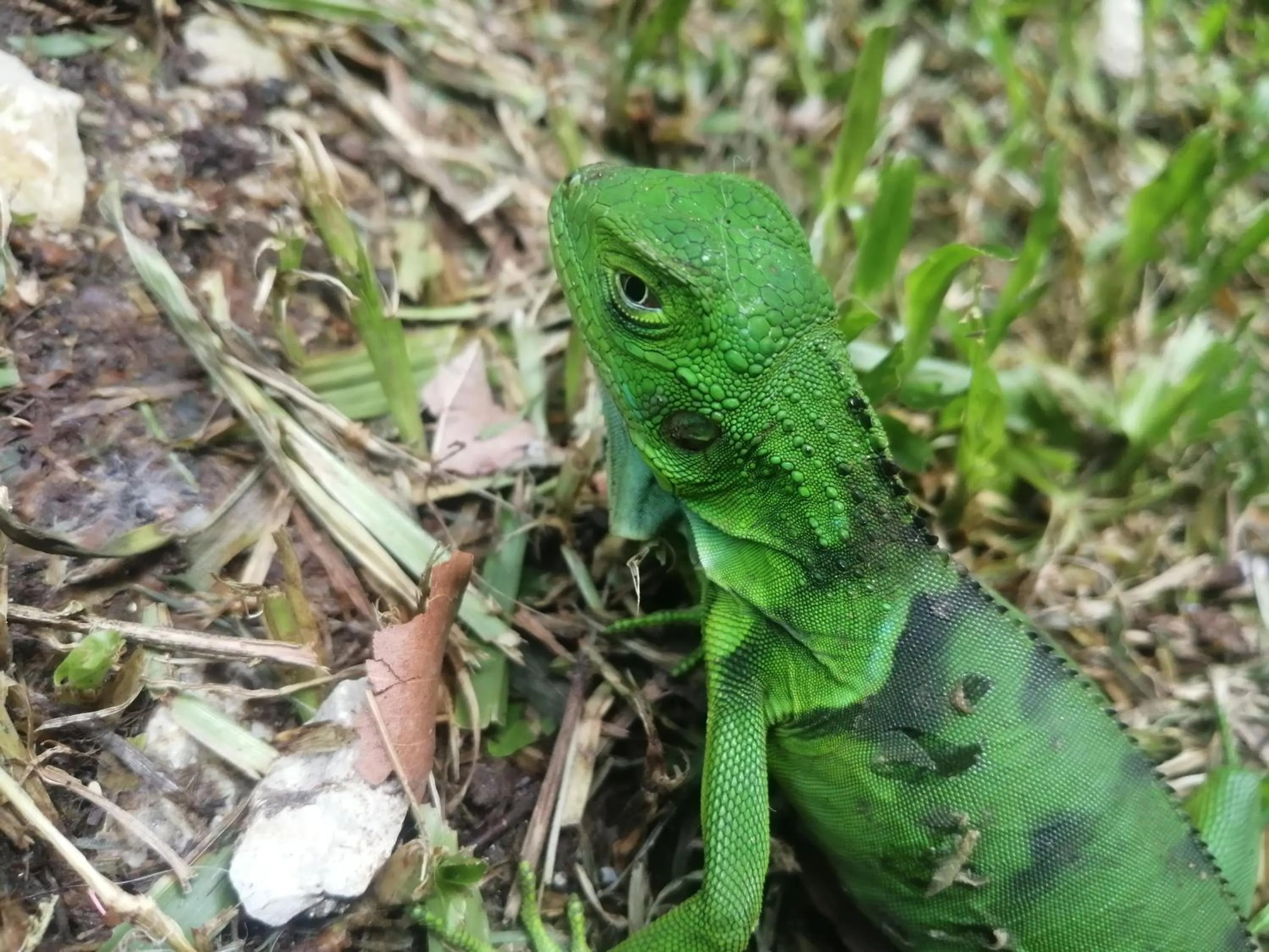 Animals in Trekker Glamping - EcoLodge Boutique