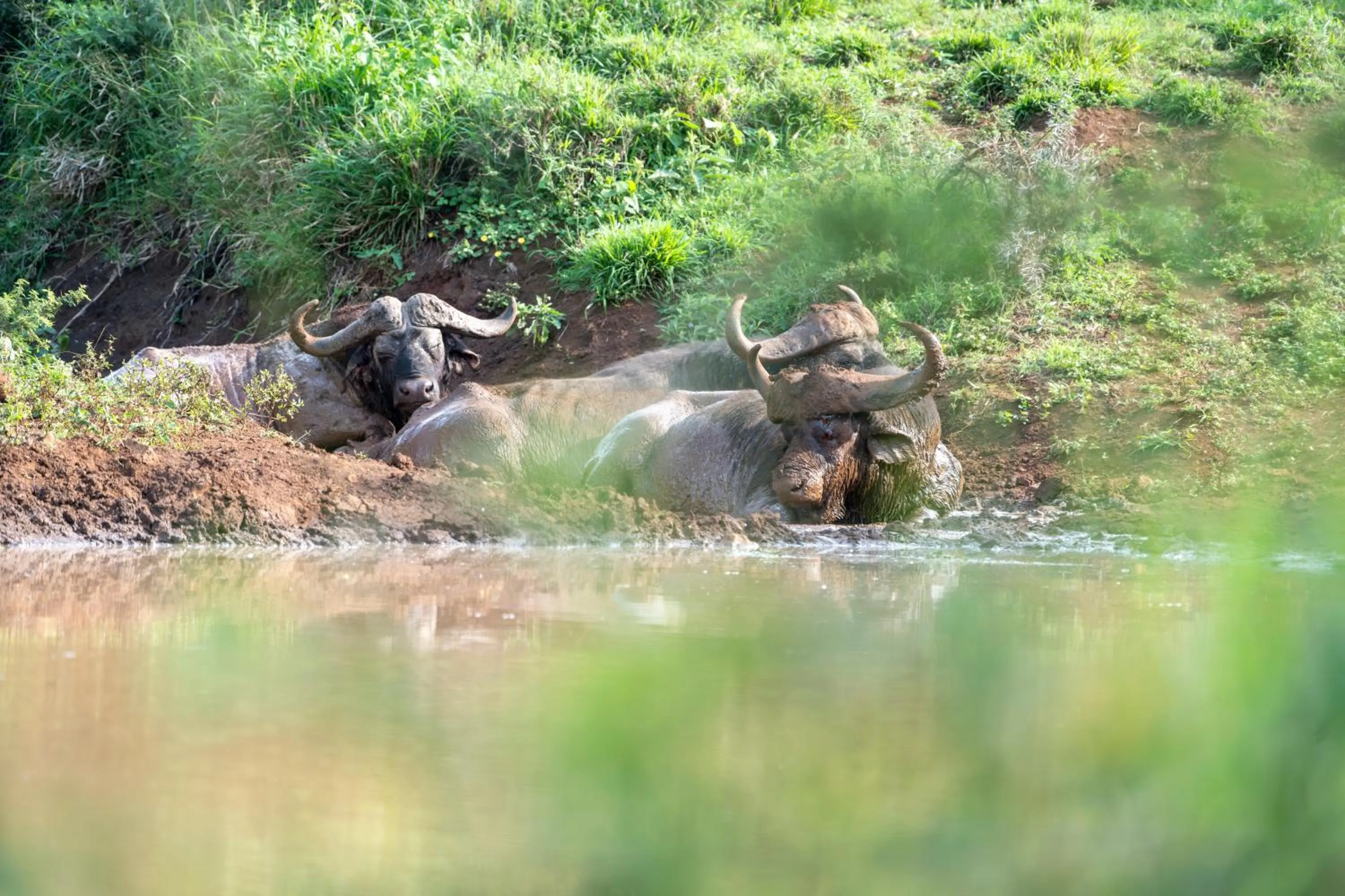 Animals in Sungulwane Private Game Lodge
