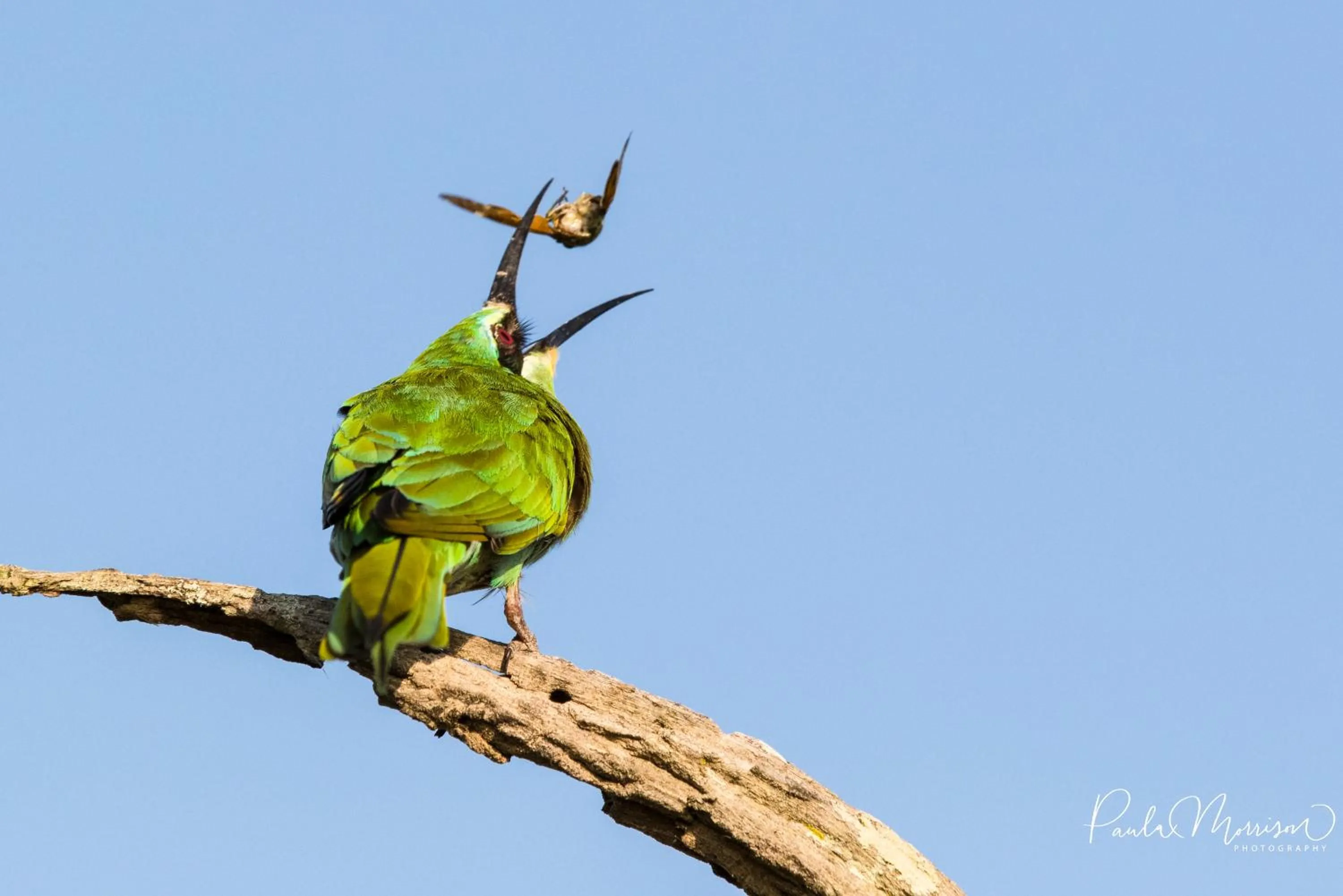 Animals in Sungulwane Private Game Lodge