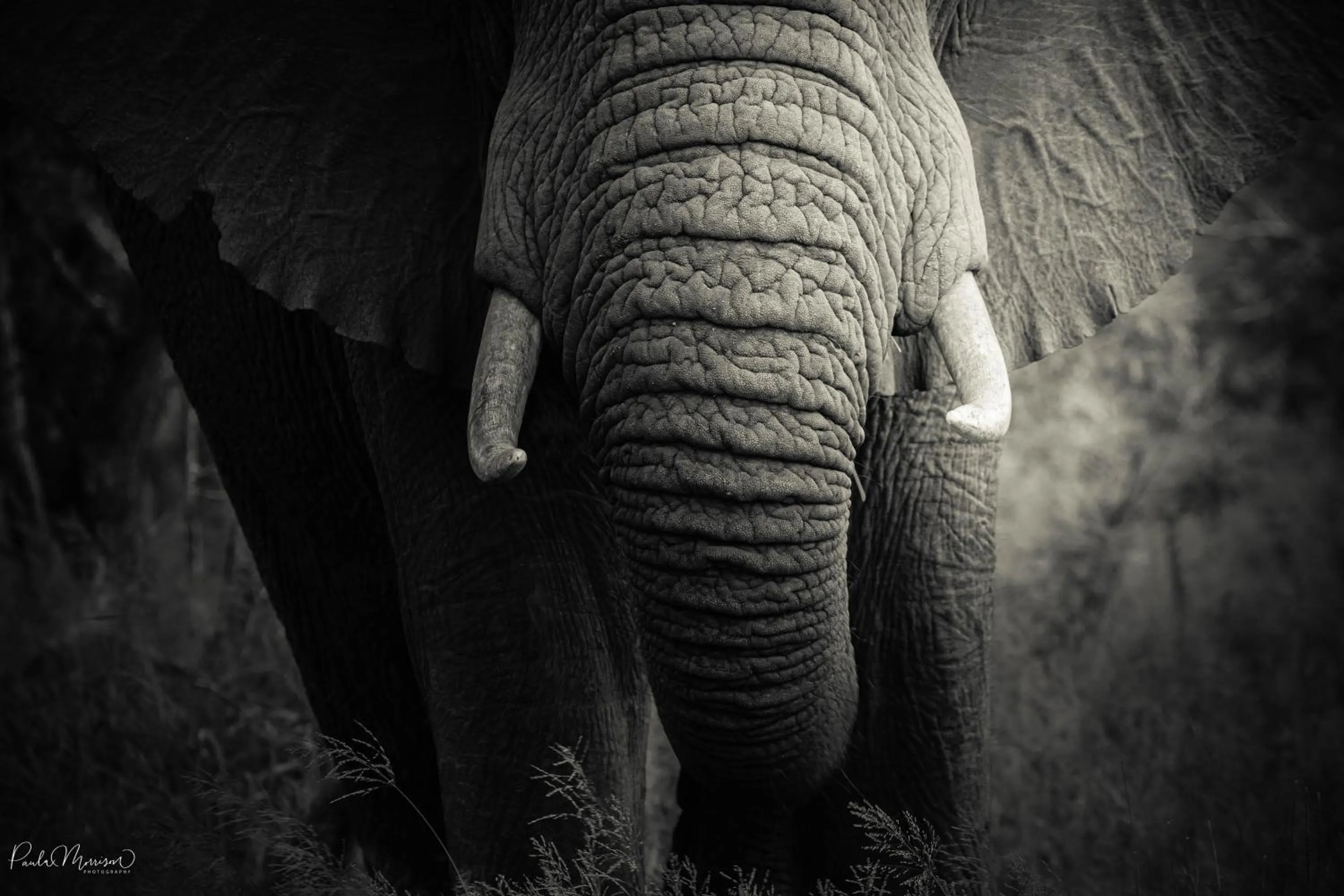 Animals in Sungulwane Private Game Lodge