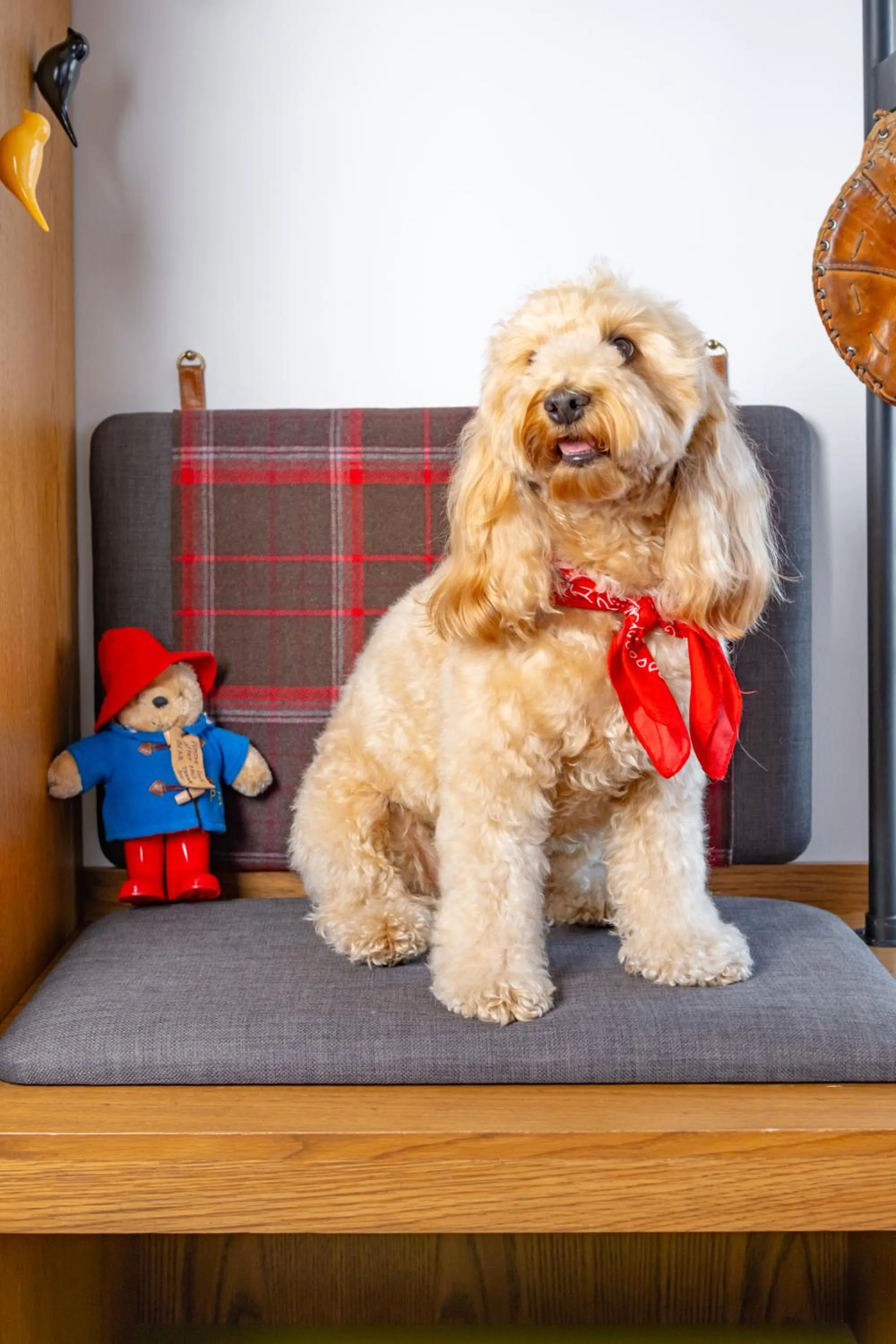 Pets in Treehouse Hotel London