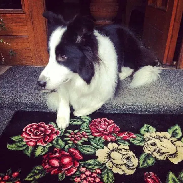 Pets in Albergo Le Rose