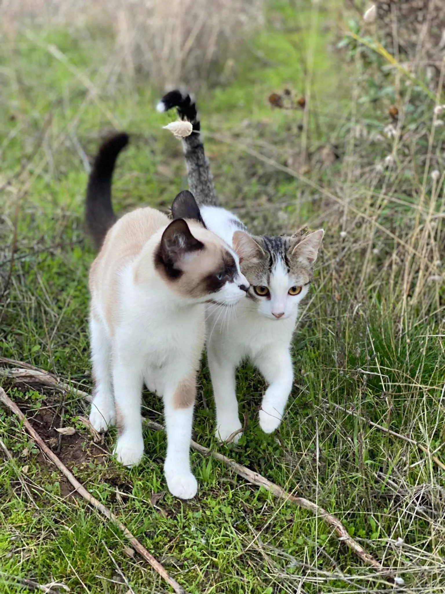 Pets in Finca Serrato