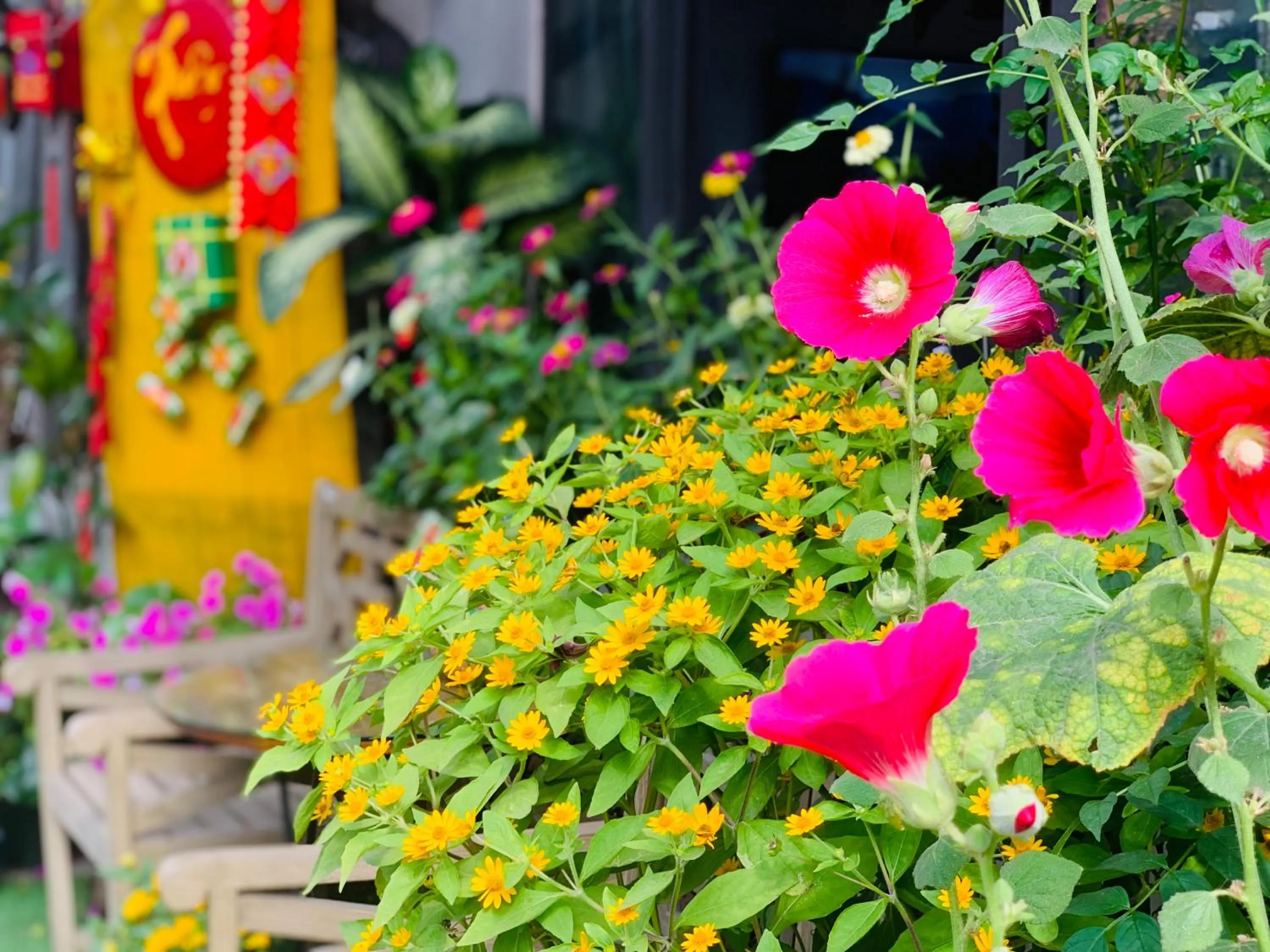 Property building in May's House Hoi An