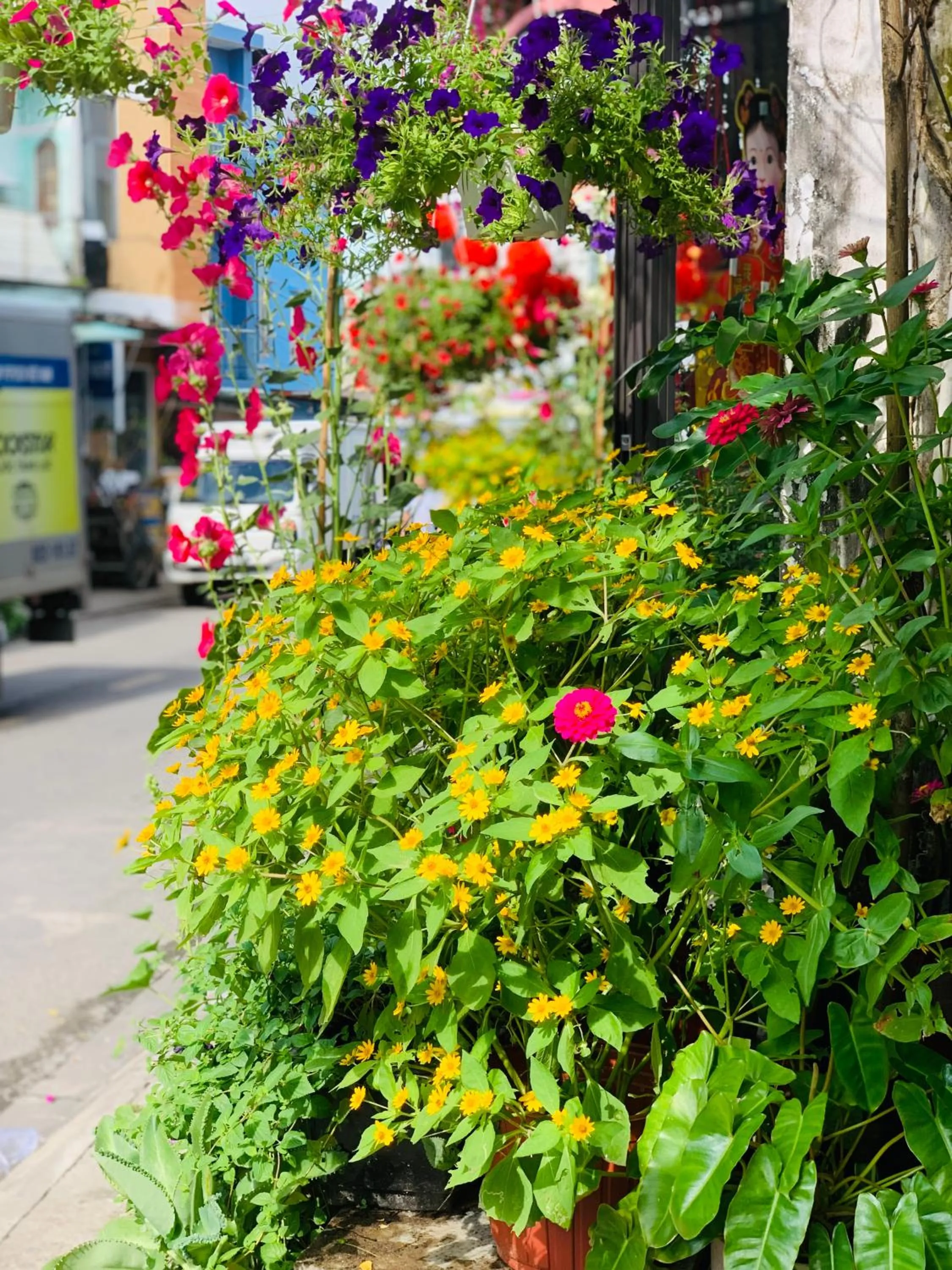 Property building in May's House Hoi An