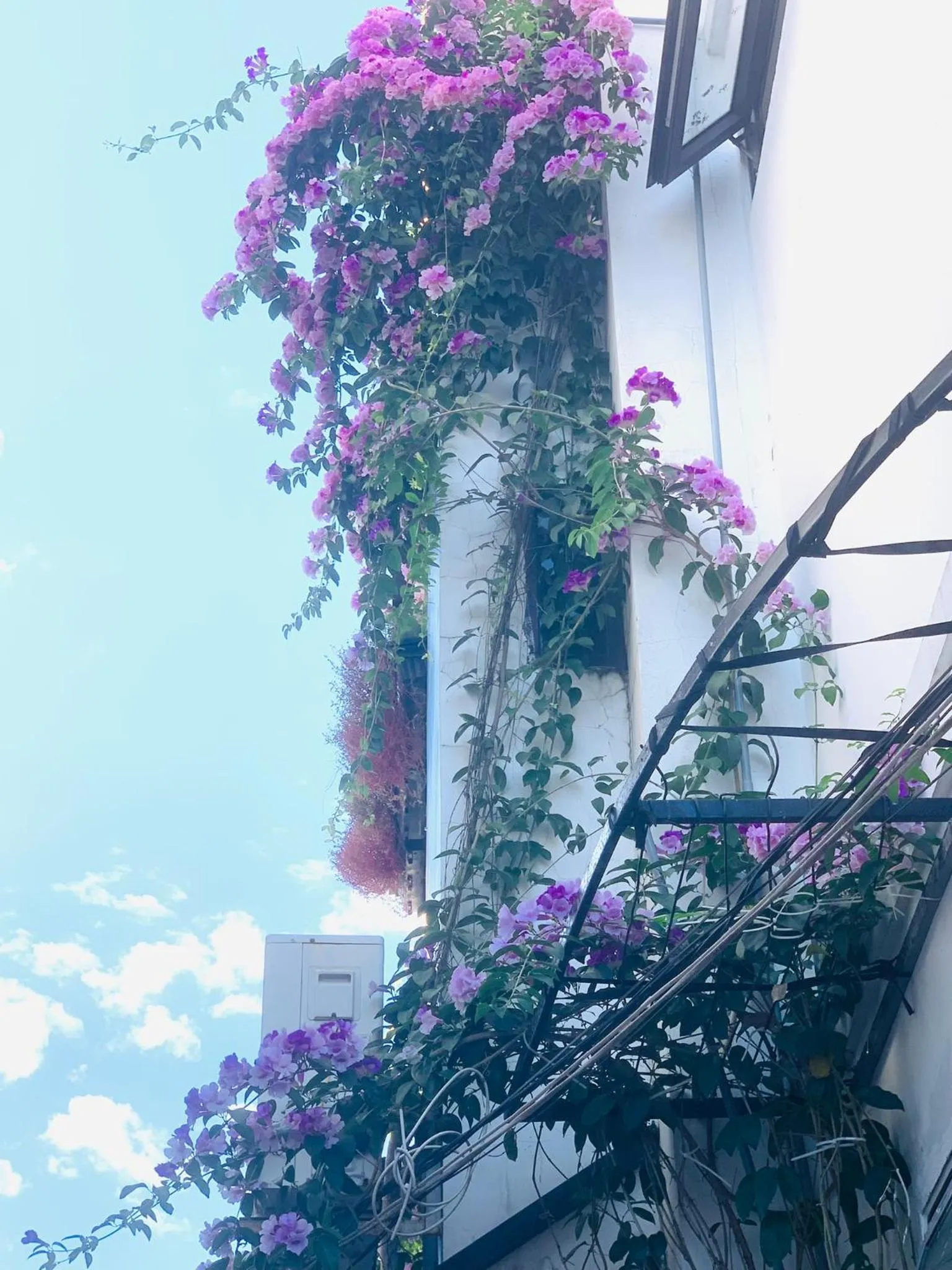 Property building in May's House Hoi An