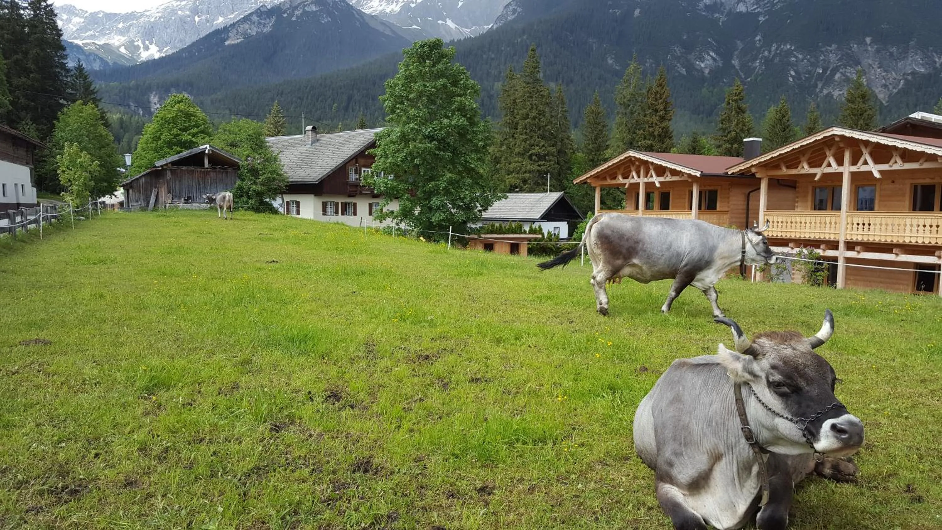Animals in Hotel Gasthof Gaistal