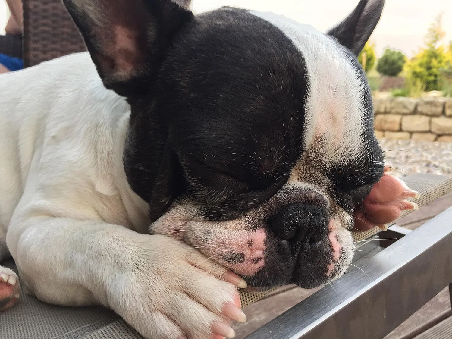 Pets in Lake View Apartments near Golf Resort Kunětická Hora, Dříteč