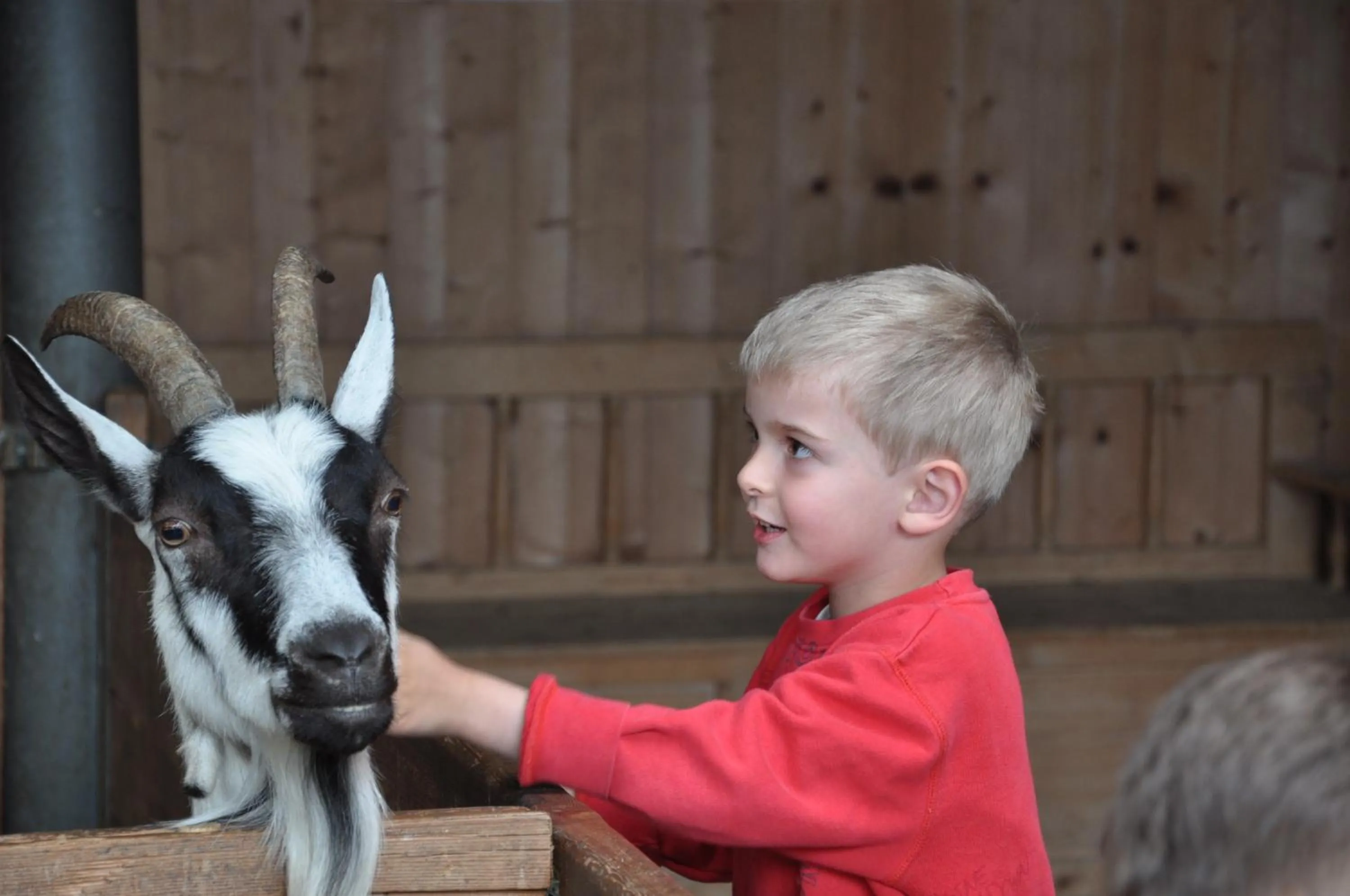 Animals in Hotel Kleon