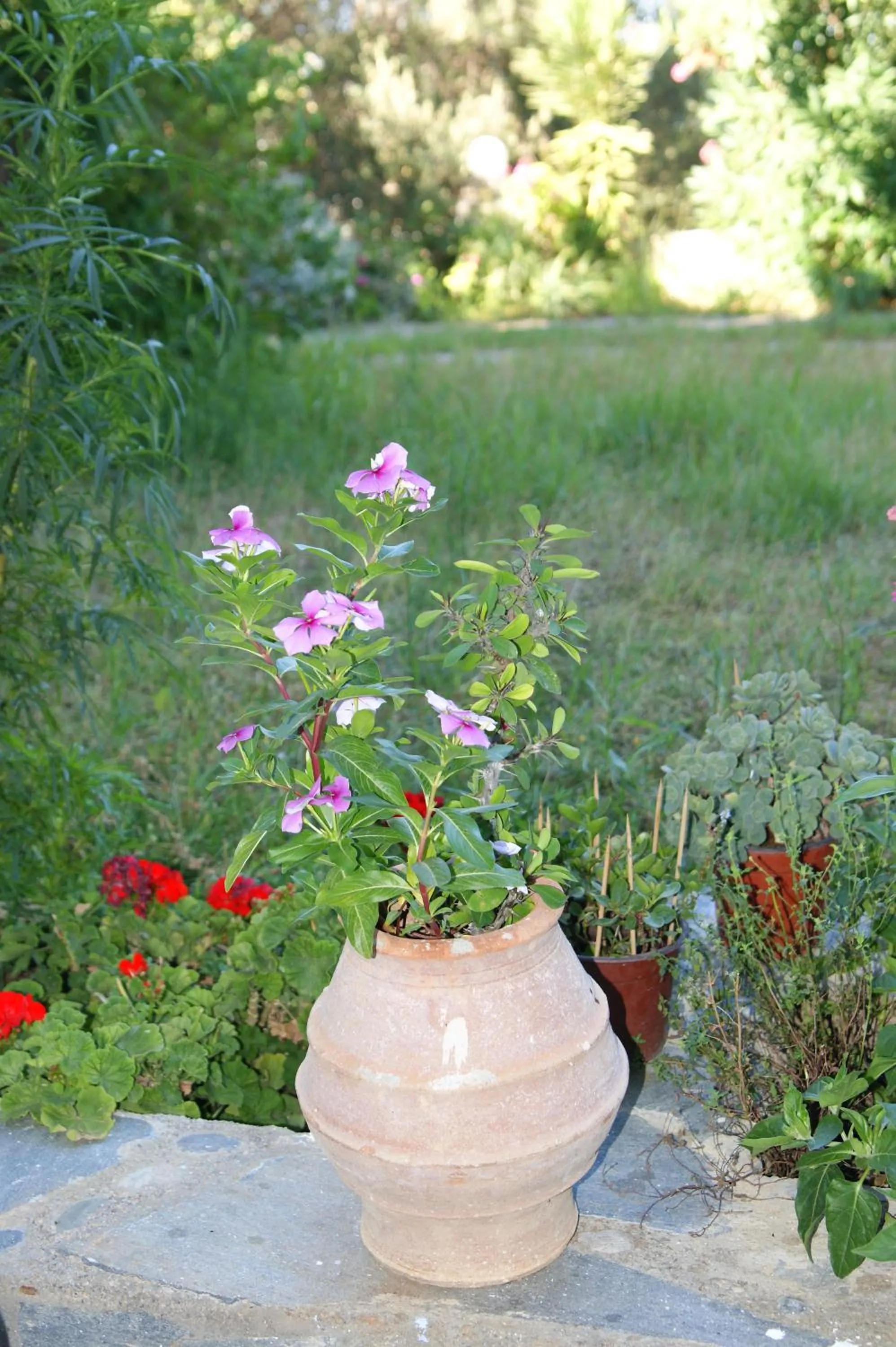 Garden in Lofos Hotel