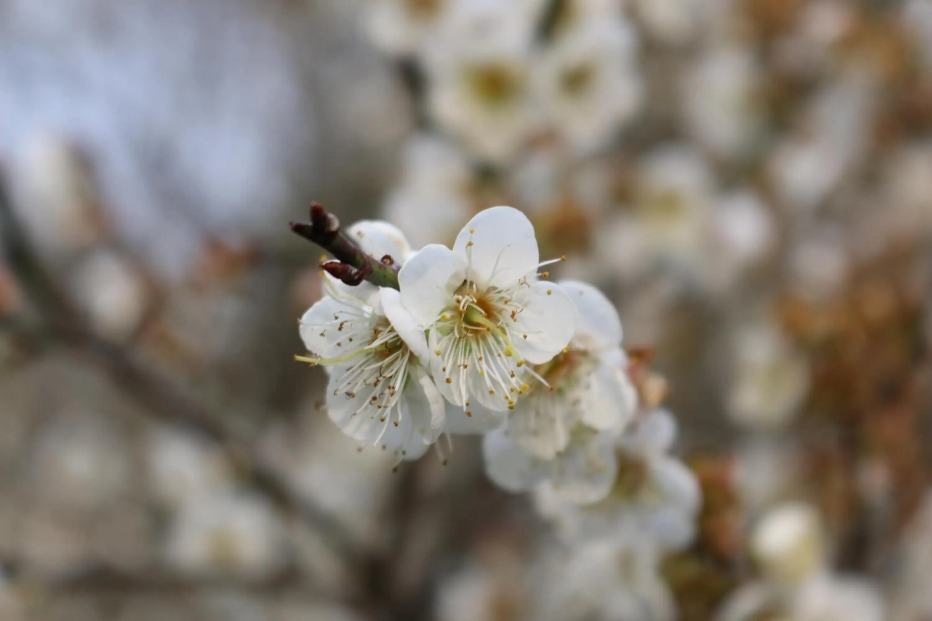 Garden in Bear Meets Moose Homestay B&B
