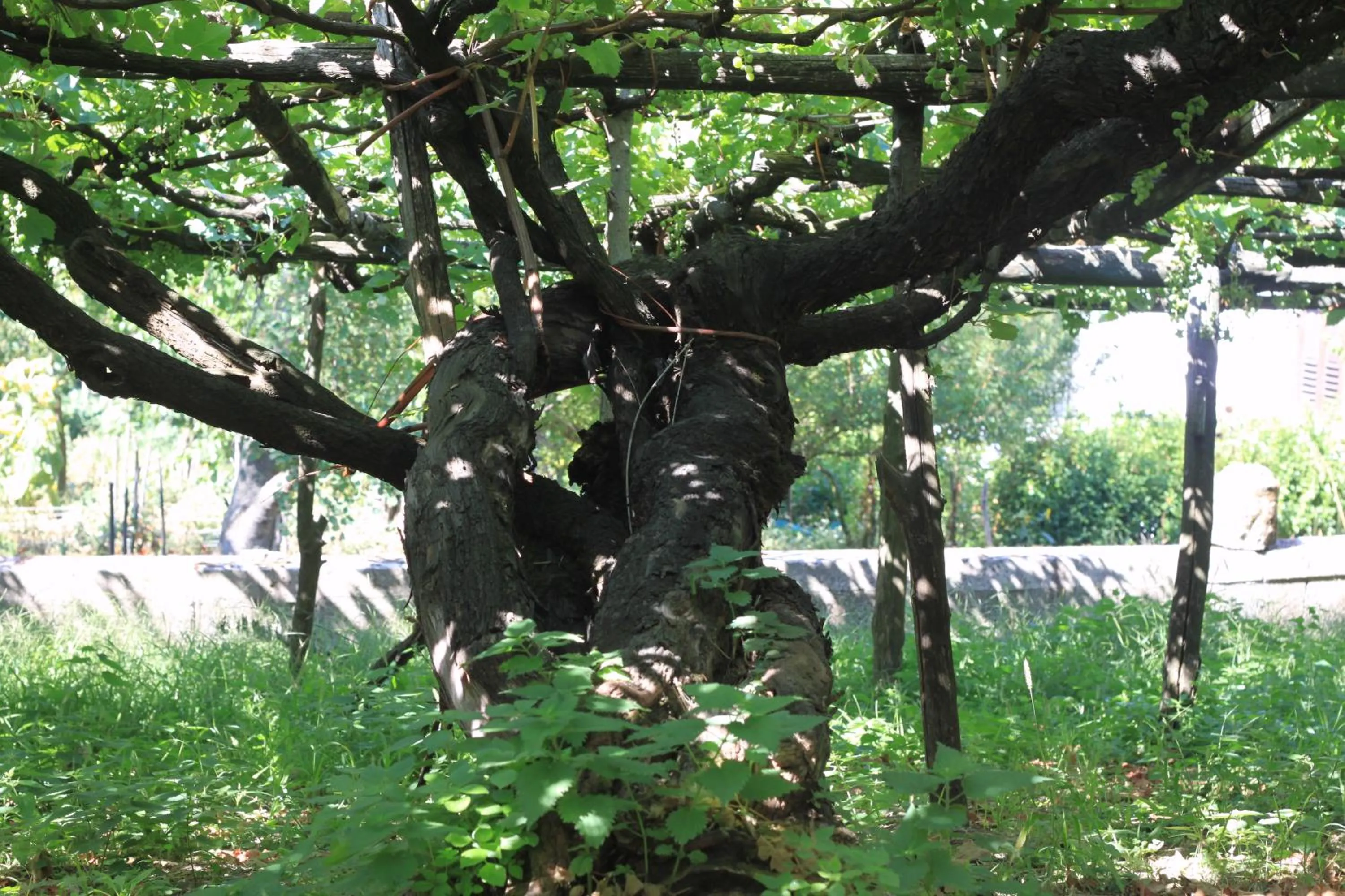 Restaurant/places to eat in B&B Reale