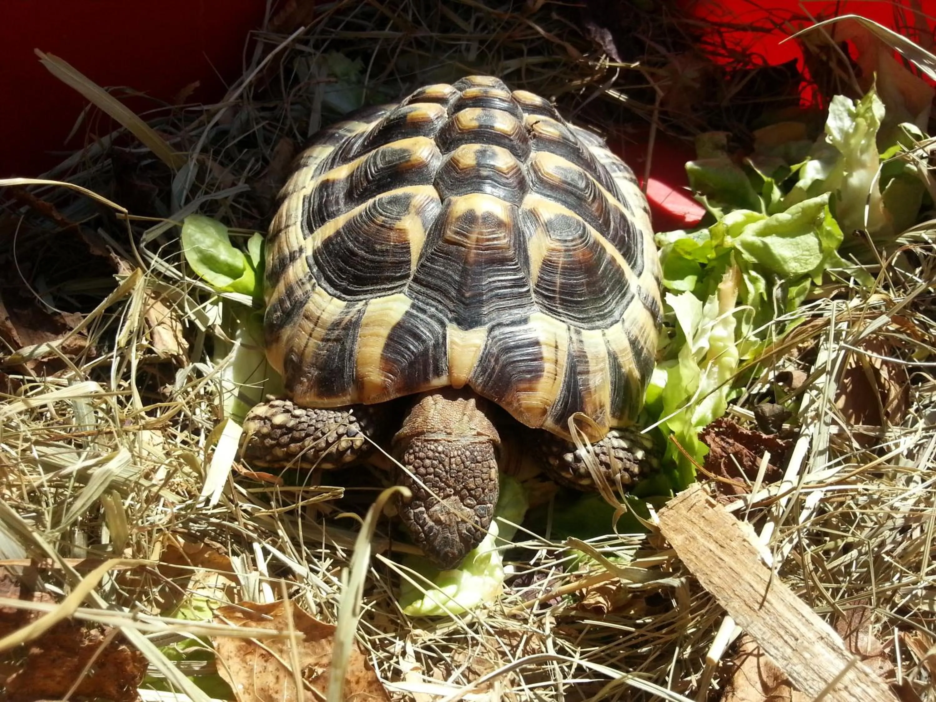 Other in Landgasthof Sonne