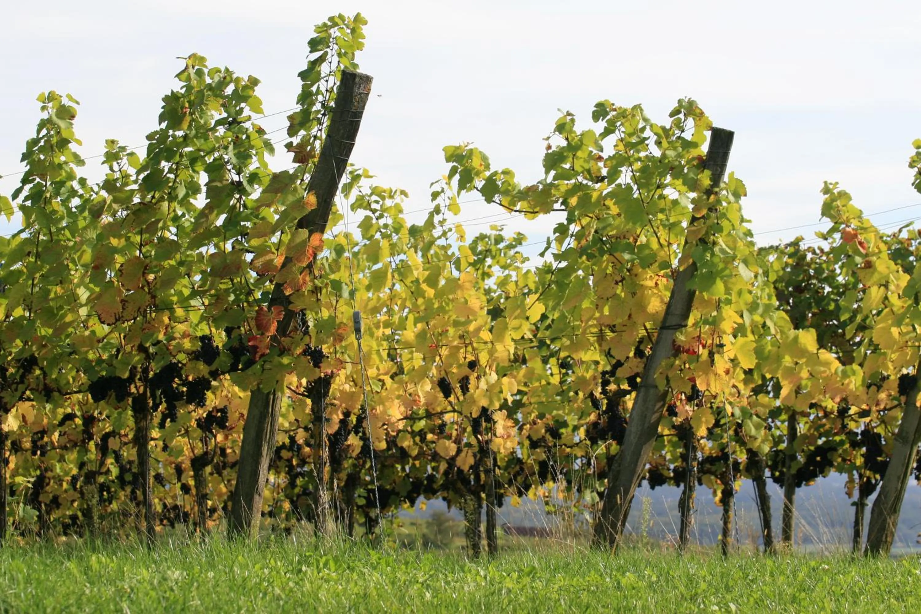 Area and facilities in Landgasthof Sonne