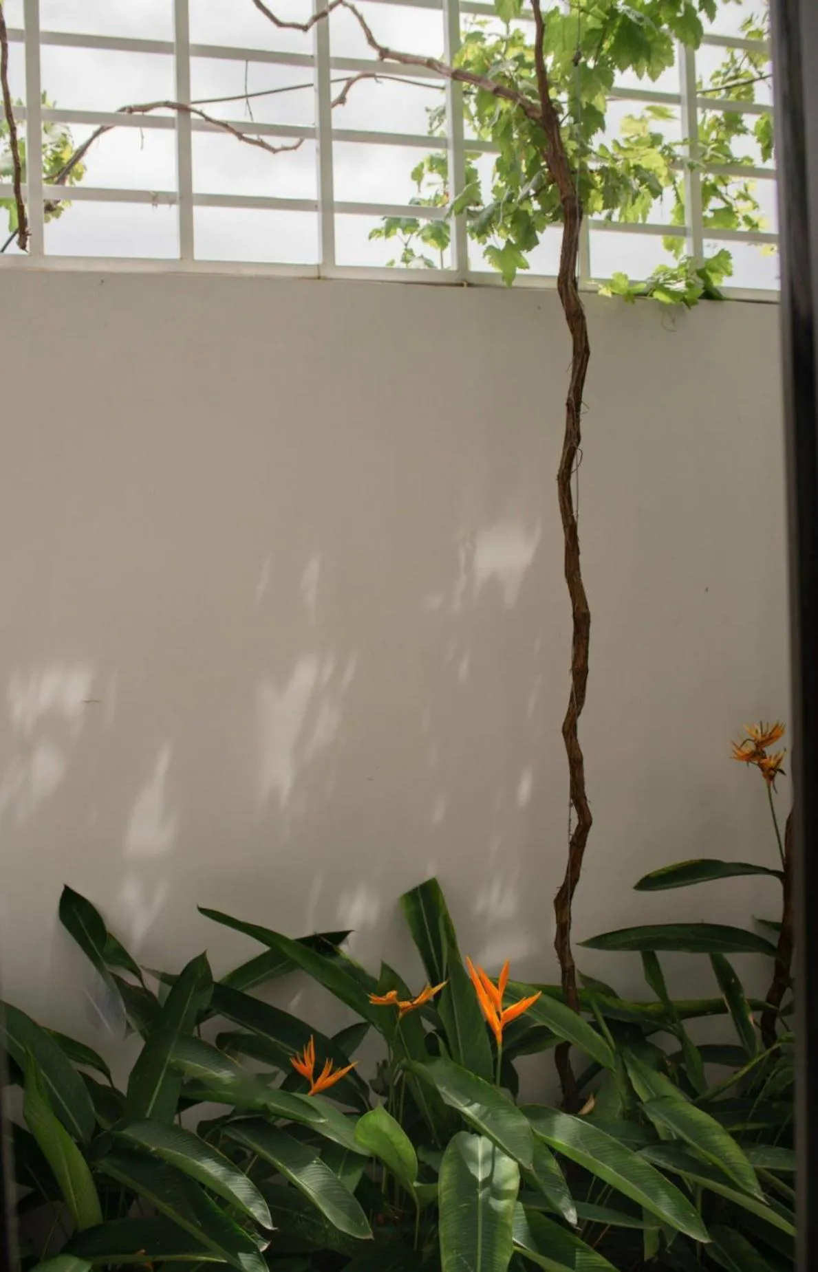 Garden in West Lake Hotel - Near Bai Dai Beach