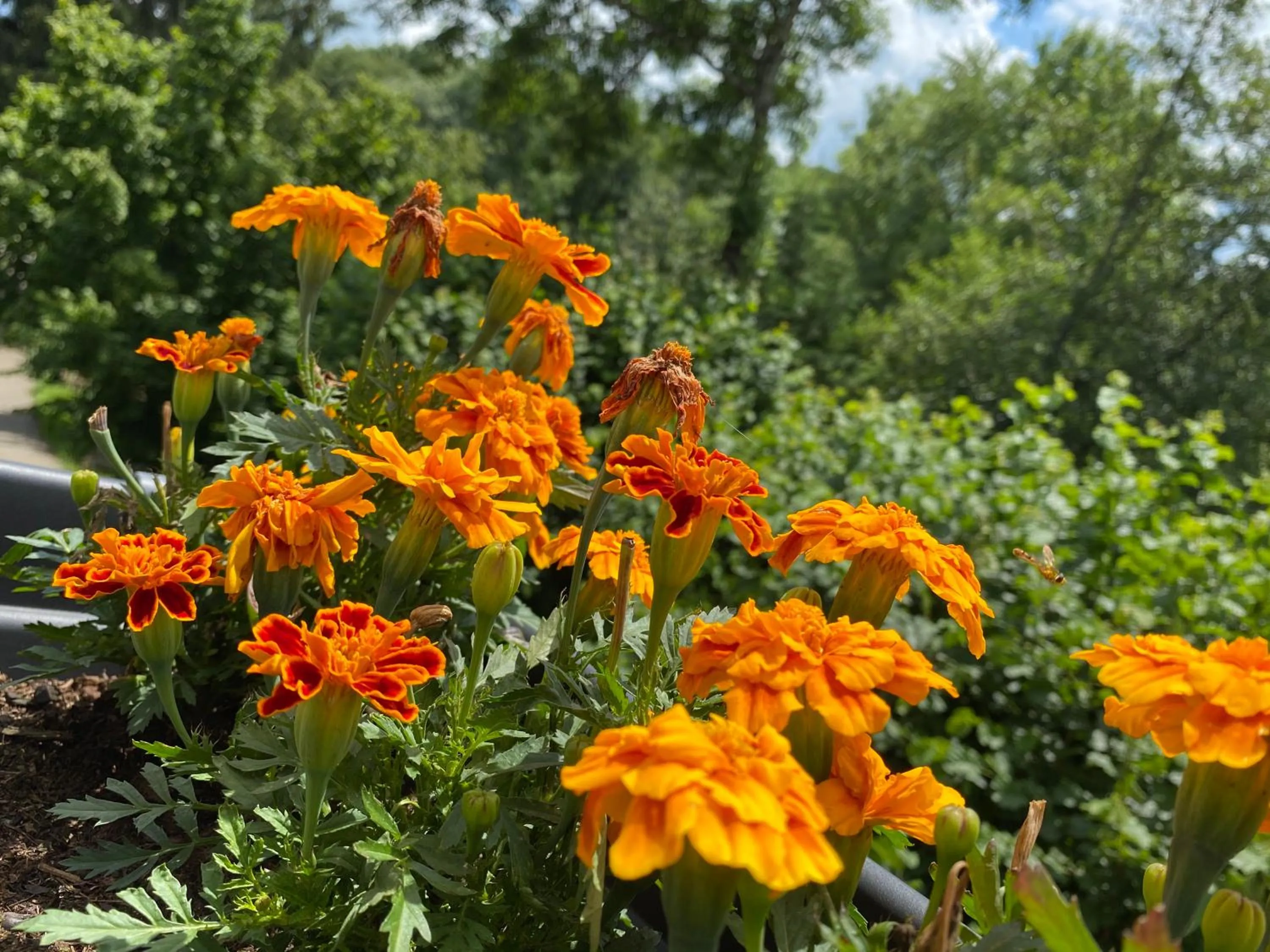 Garden in Au Lavoir du Serein "Les Lavandières"
